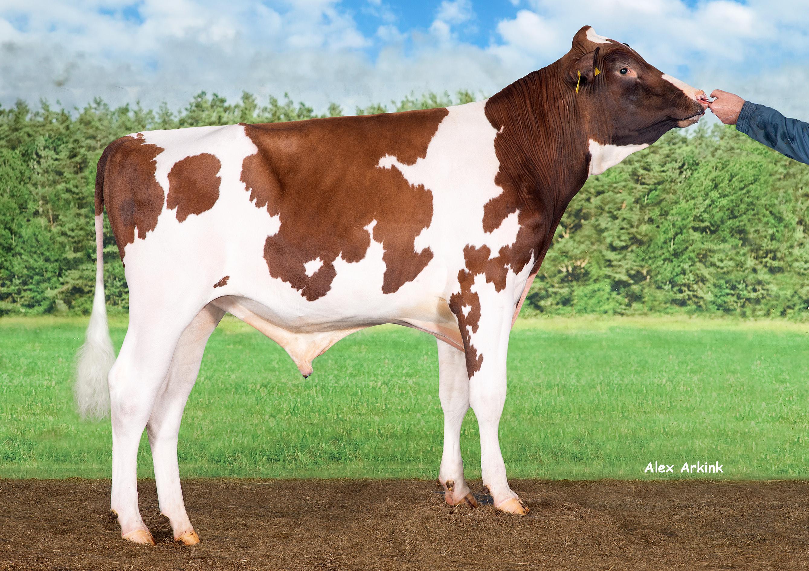 Delta High Tide PP - One of the highest red-and-white production sires