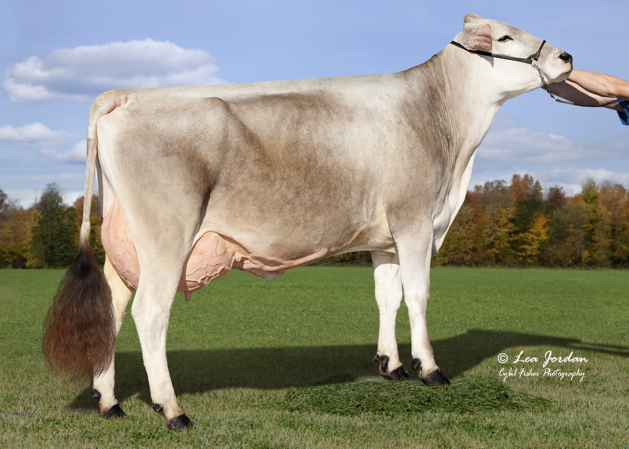 Hilltop Acres Princess (2e kalfs), moeder van Hilltop Acres Perfection