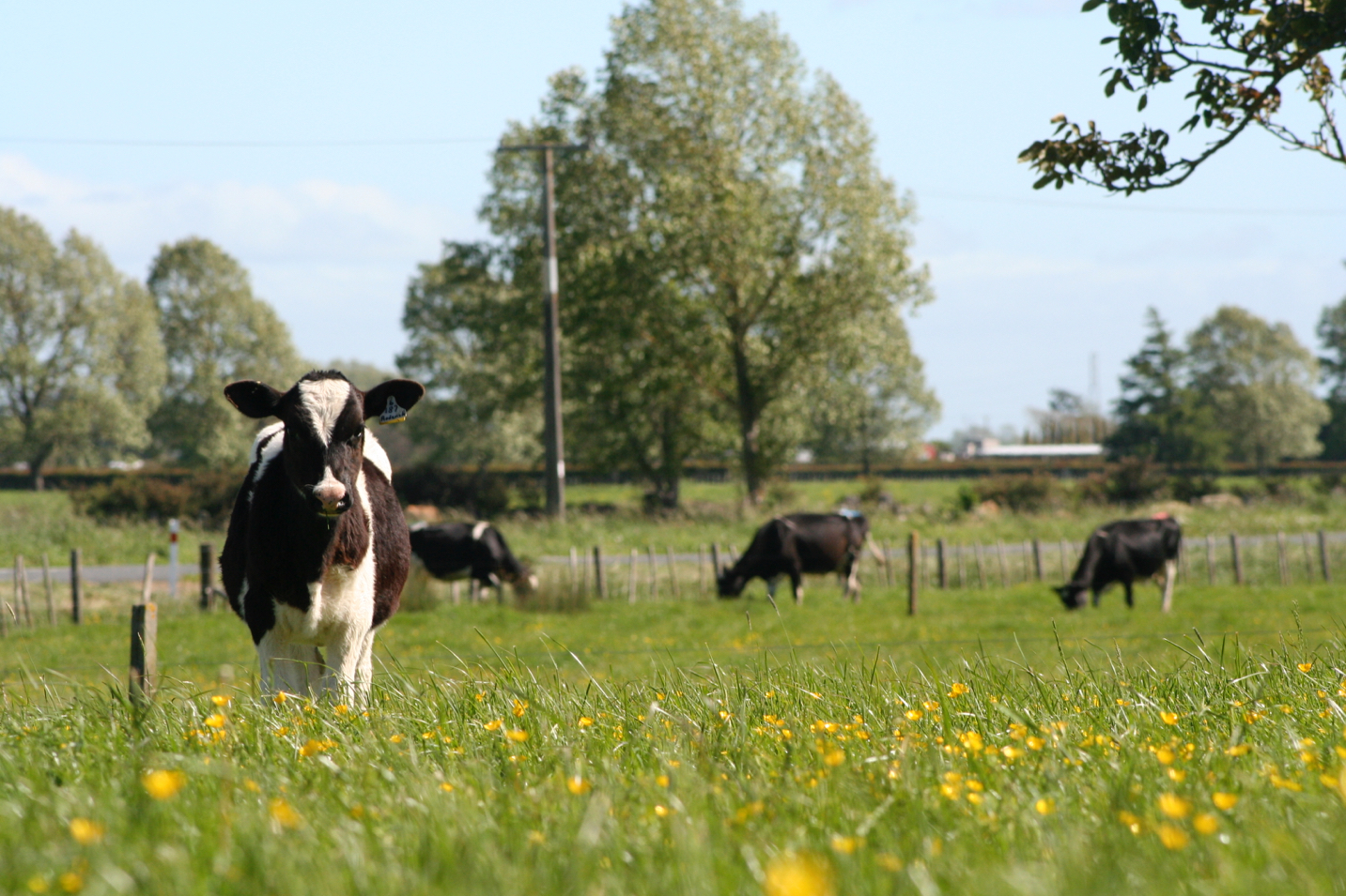 Holstein en Europa: 60 toros jóvenes de 10 millones de vacas