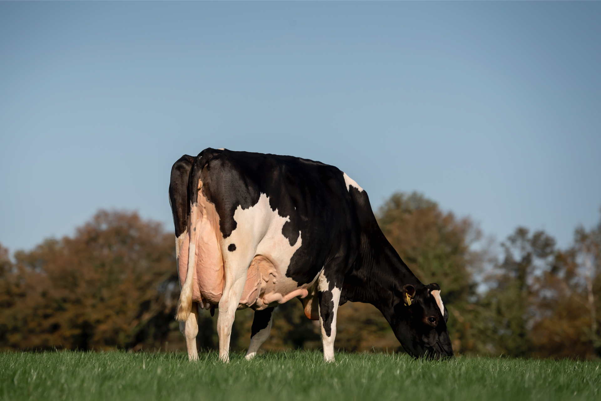 <p>Holstein Sire Directory Spring 2024</p>