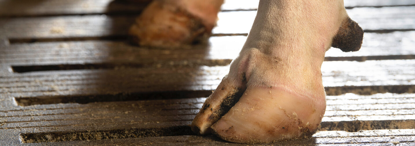 <p>Hoof health</p>