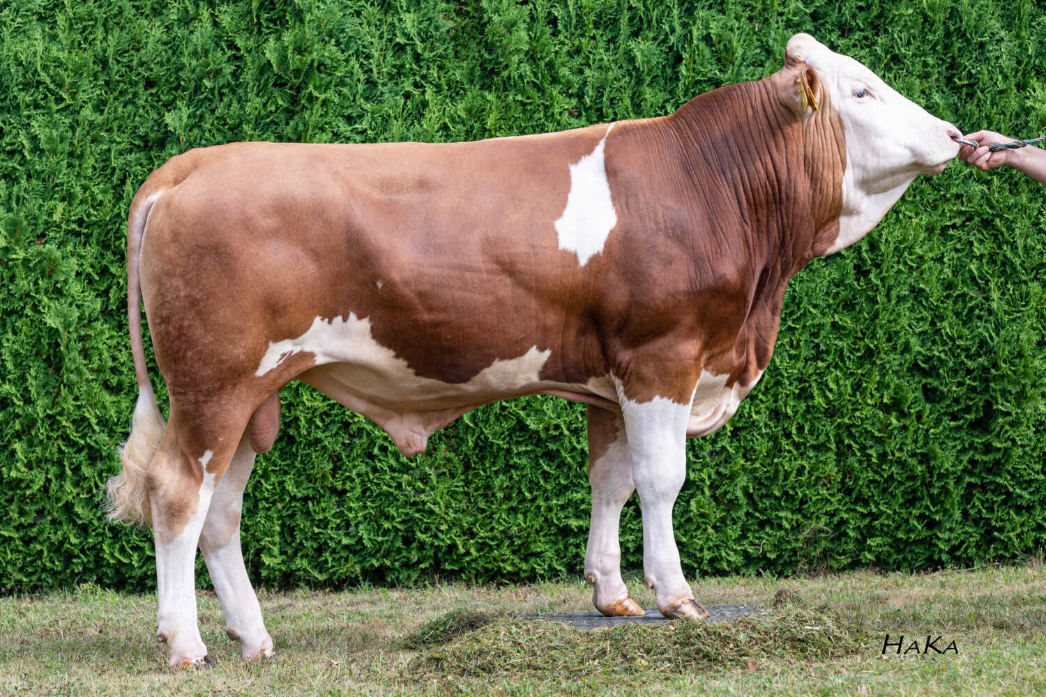 Hopfen (Hashtag x Wieweit)