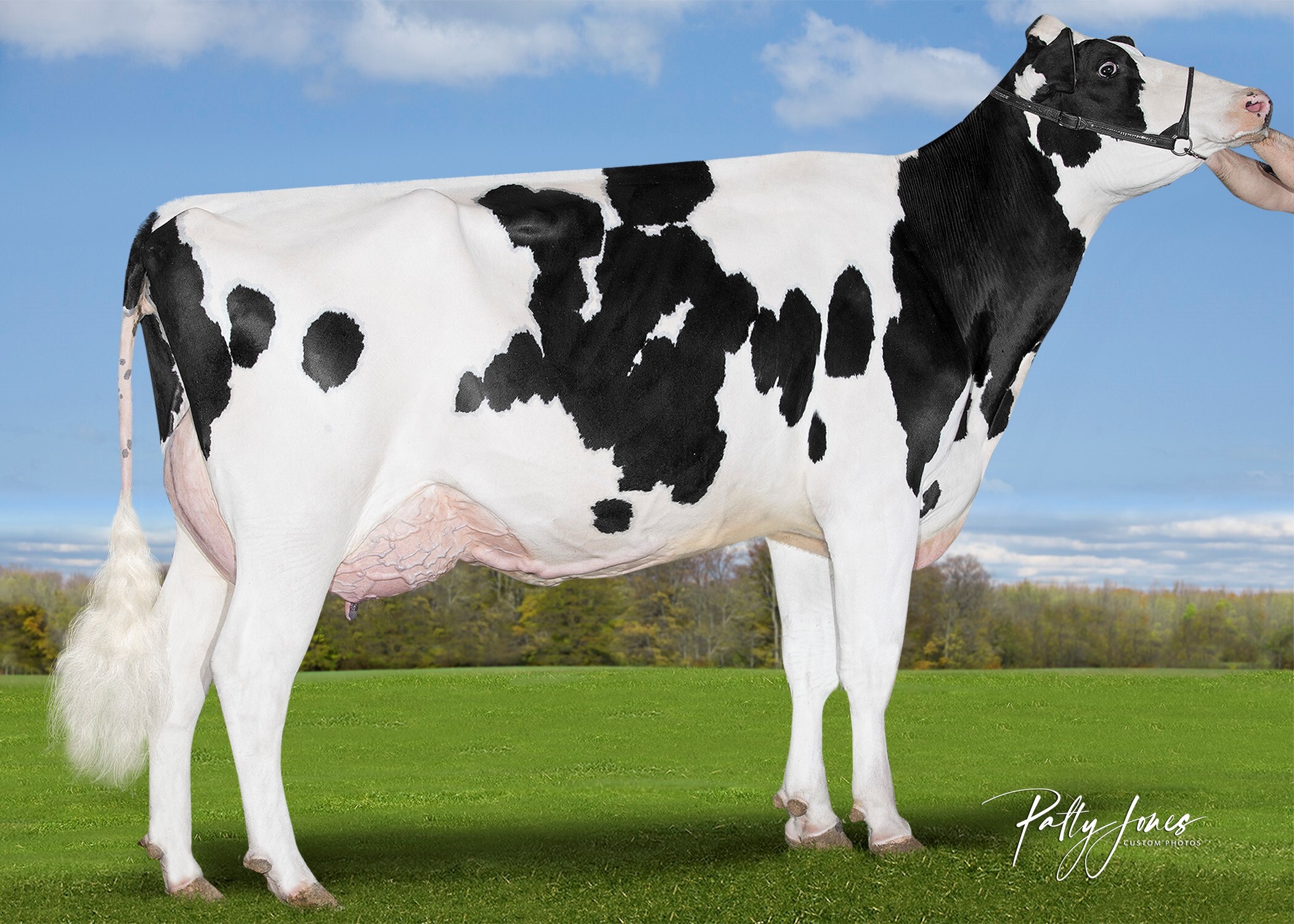 Holstein US