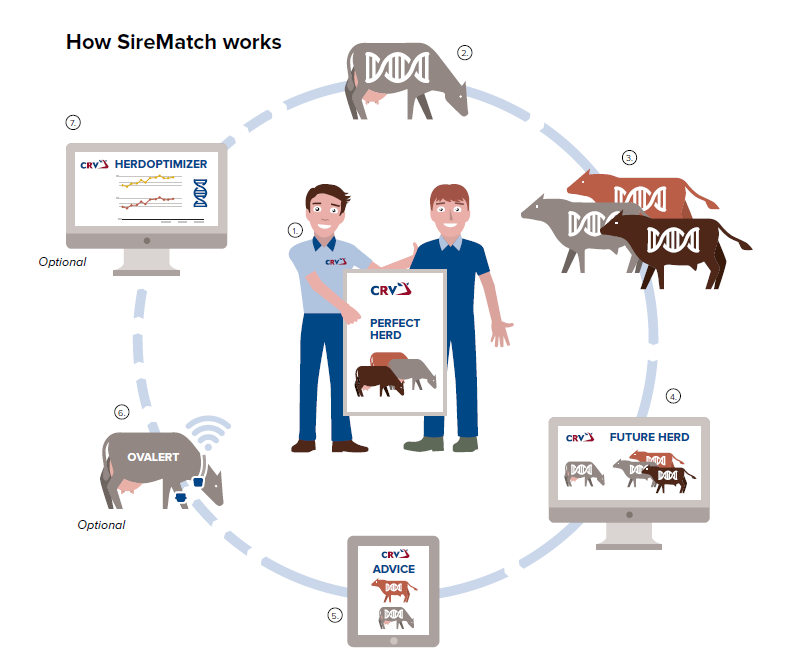 How does SireMatch work? - Infographic