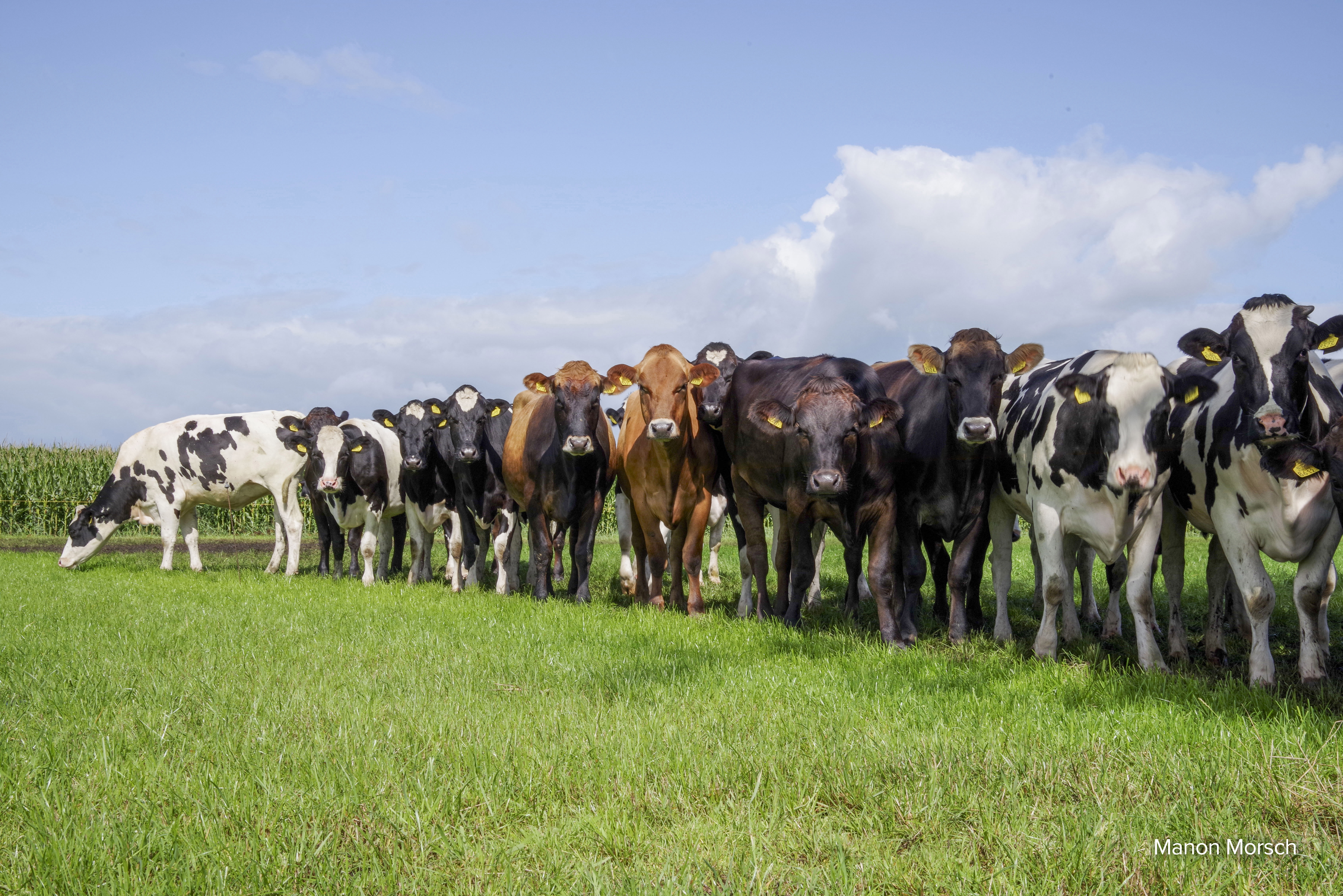 Kruisen met brown swiss brengt Ynze Oenema vers bloed en een hoge productie