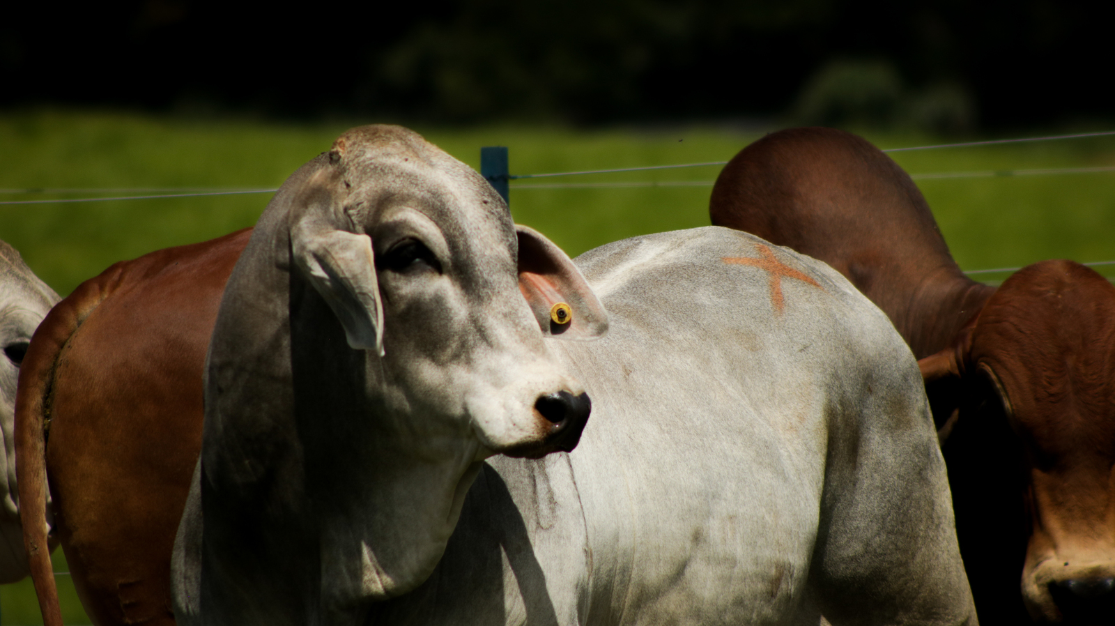 2ª Prova de Eficiência e Performance Brahman Boi com Bula