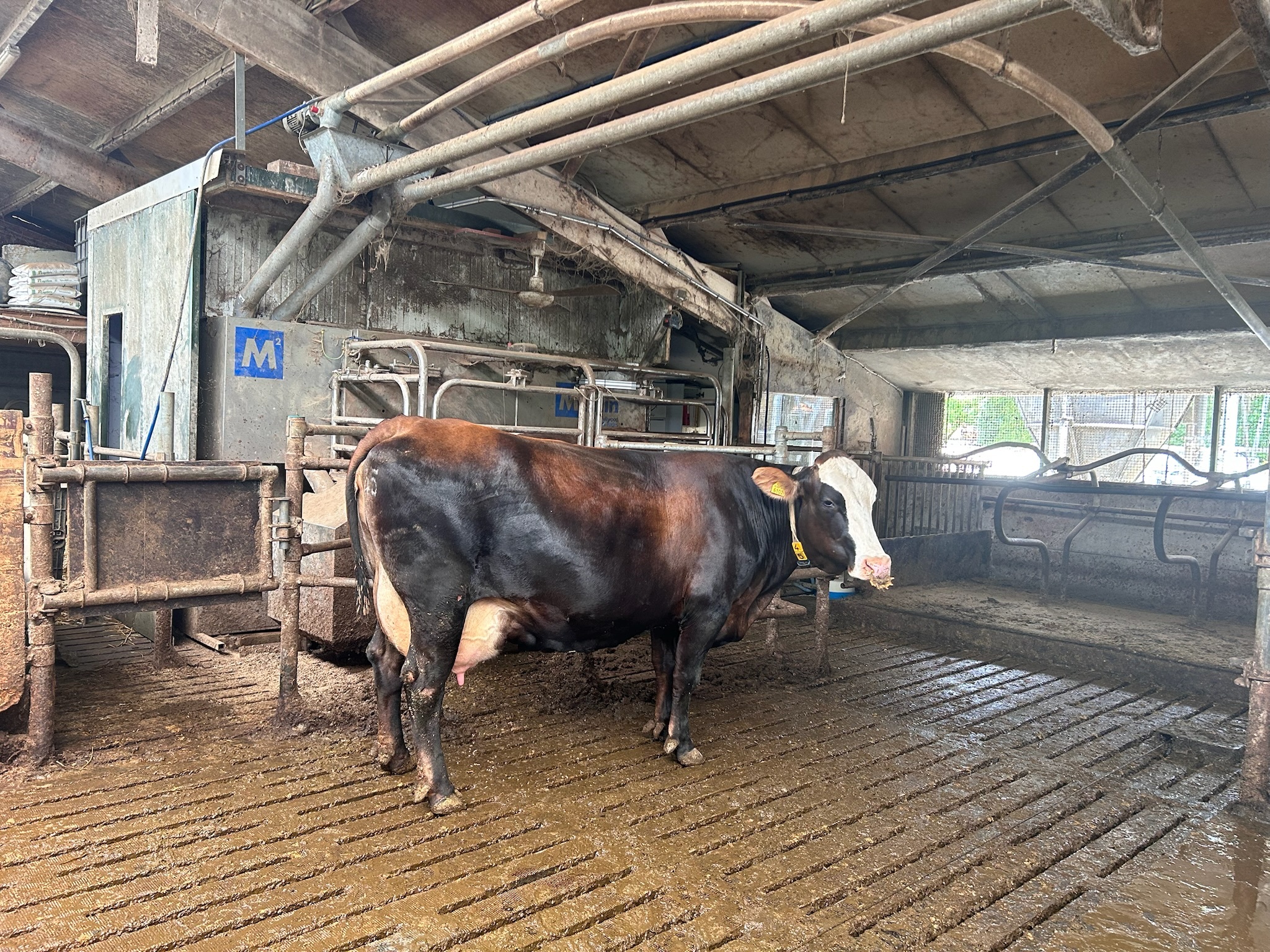 Holstein x Fleckvieh x Brown Swiss