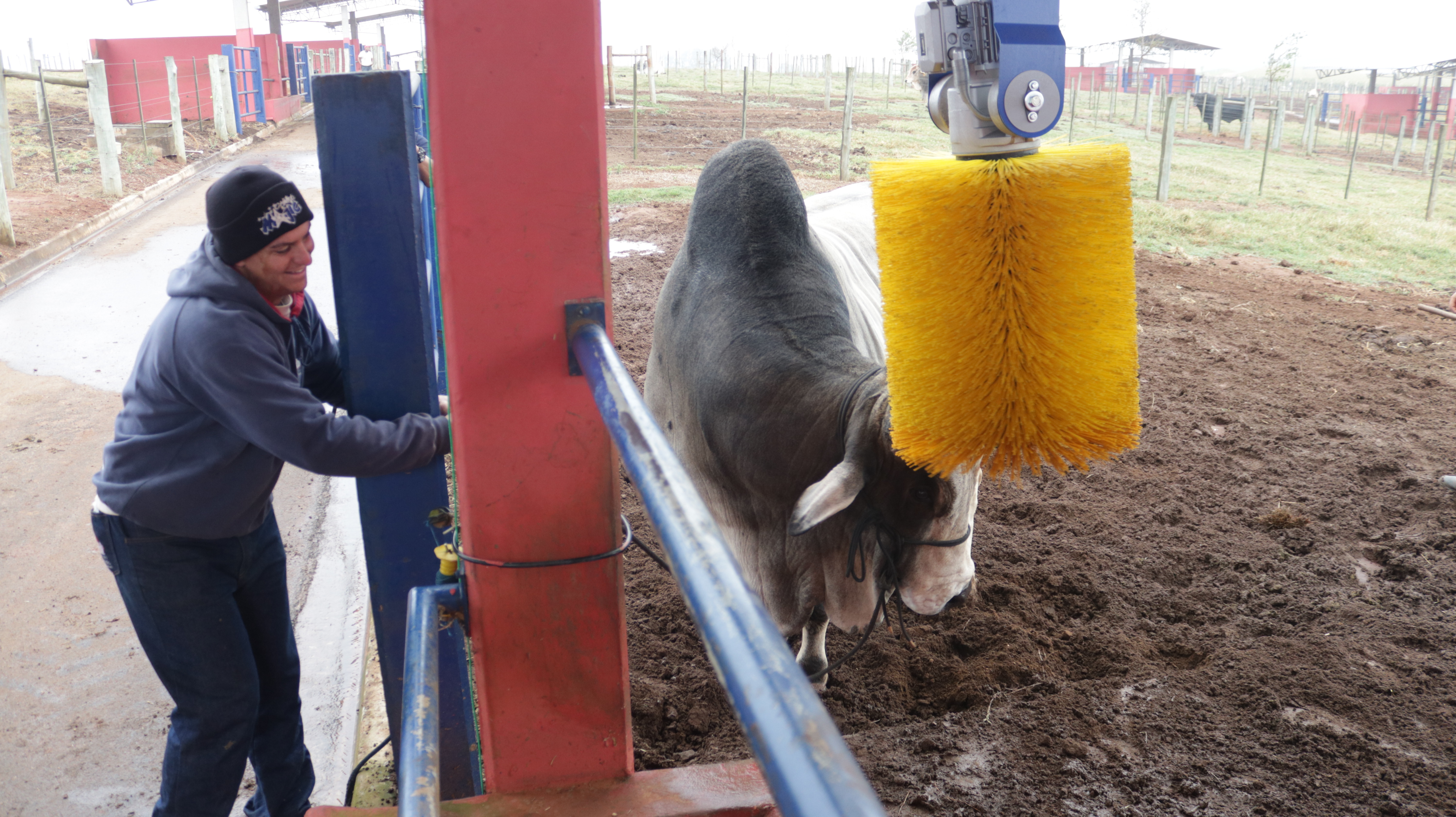 O temperamento animal pode influenciar a qualidade do sêmen e o desempenho reprodutivo de touros de corte?