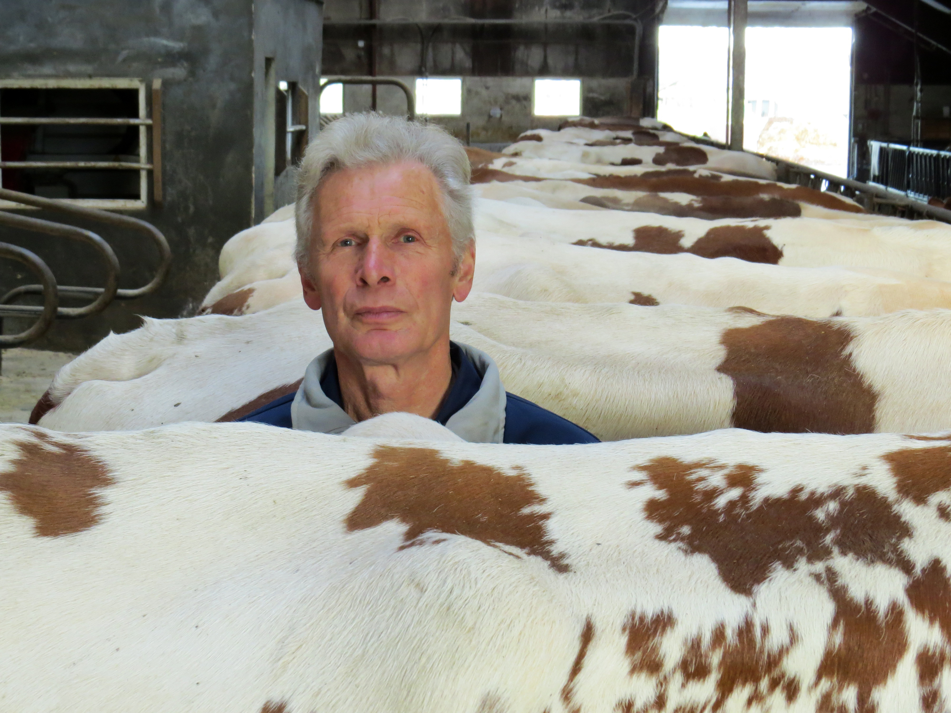 Veehouder Gerrit Hofmeijer tussen zijn dieren. (Foto gemaakt door W. Huizing)