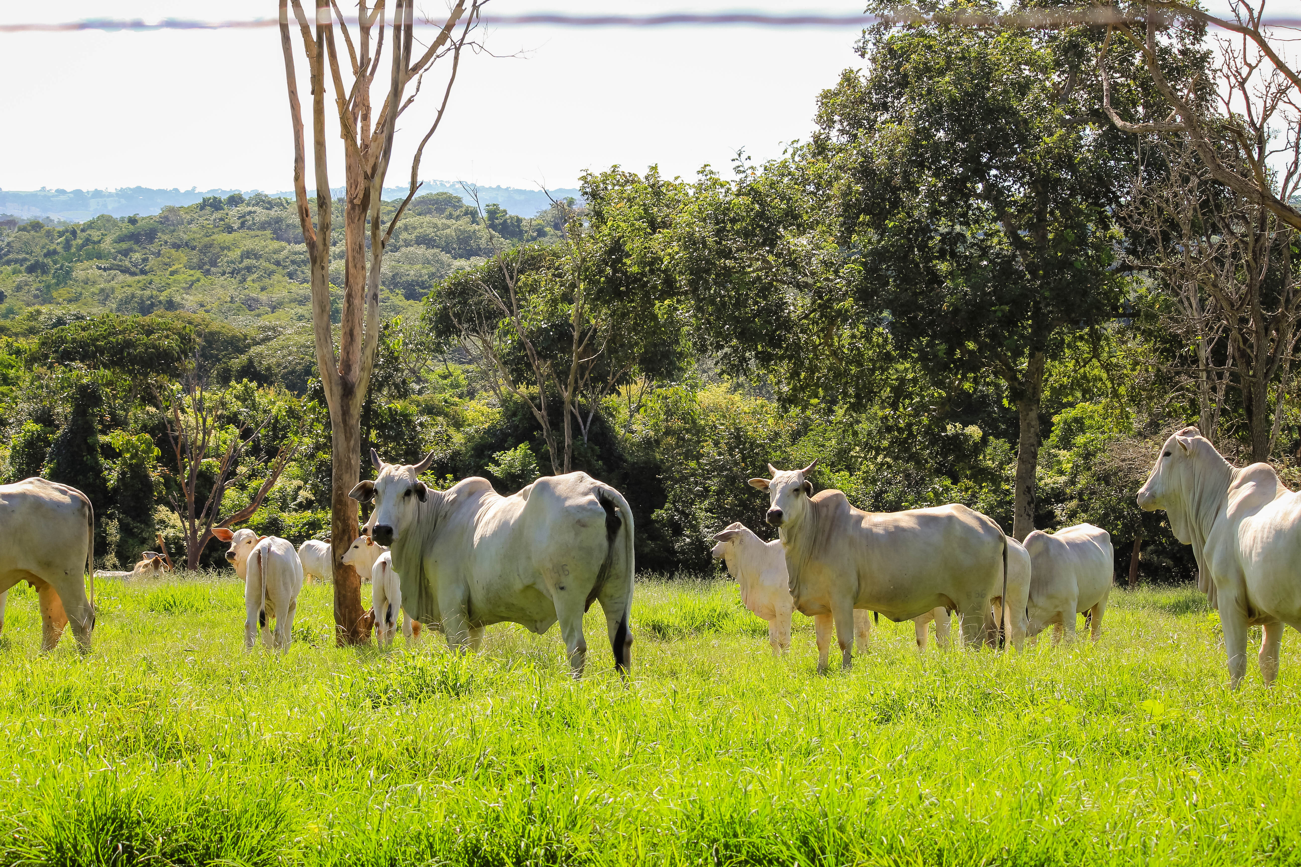 Bem-estar animal para bovinos de corte