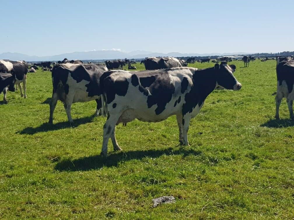 Sexed semen ticks the boxes for Canterbury farmer