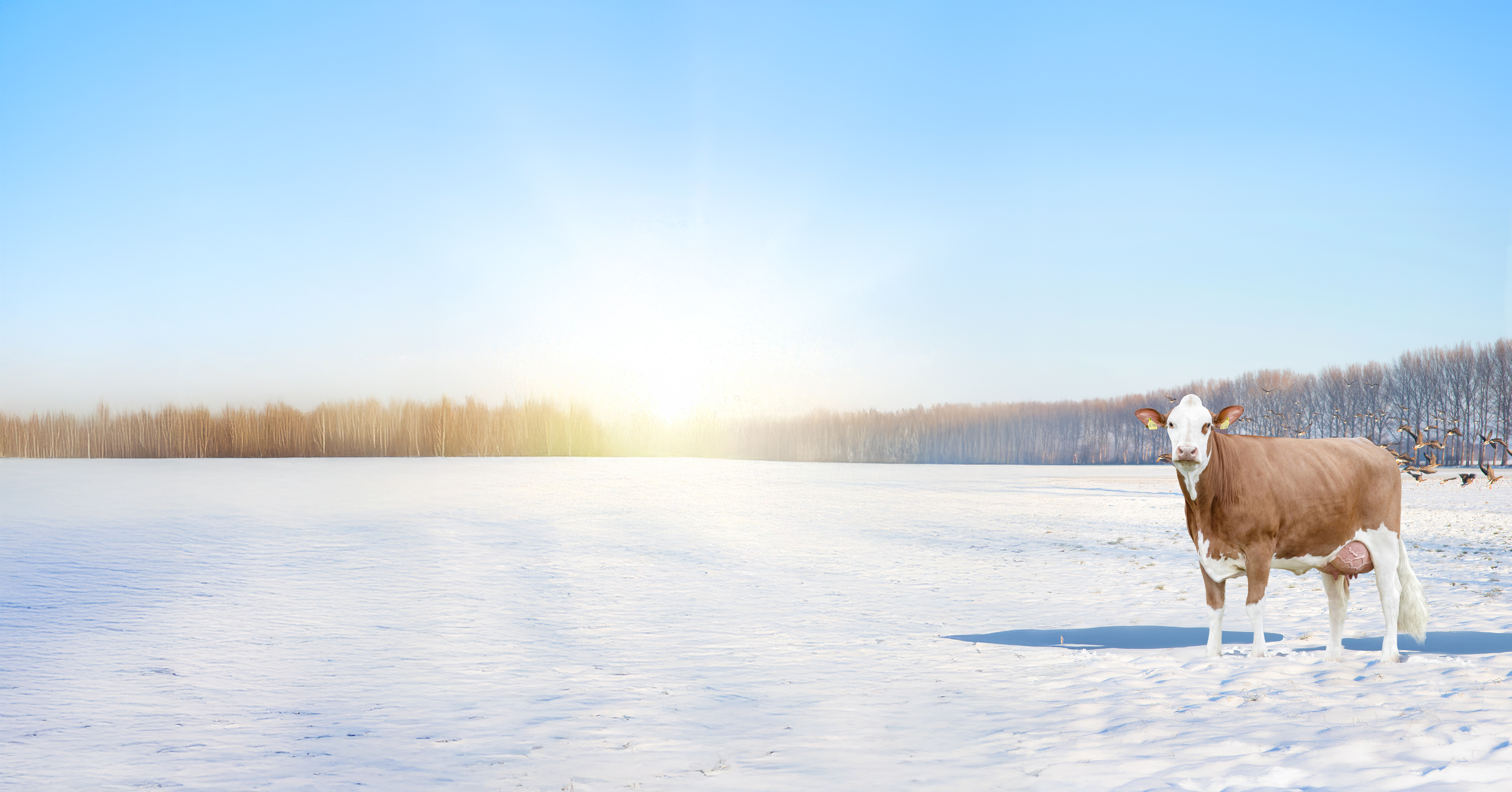 <p>Fleckvieh-Update</p>