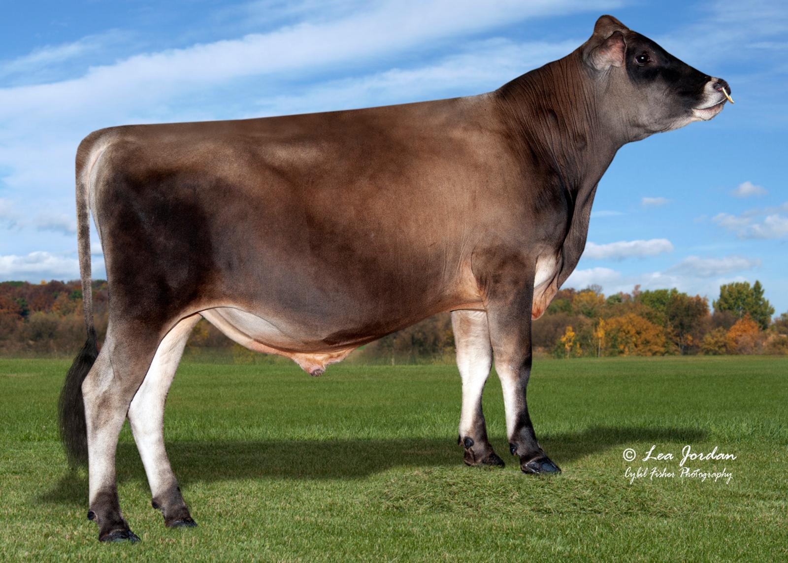 JX Forest Glen Heart