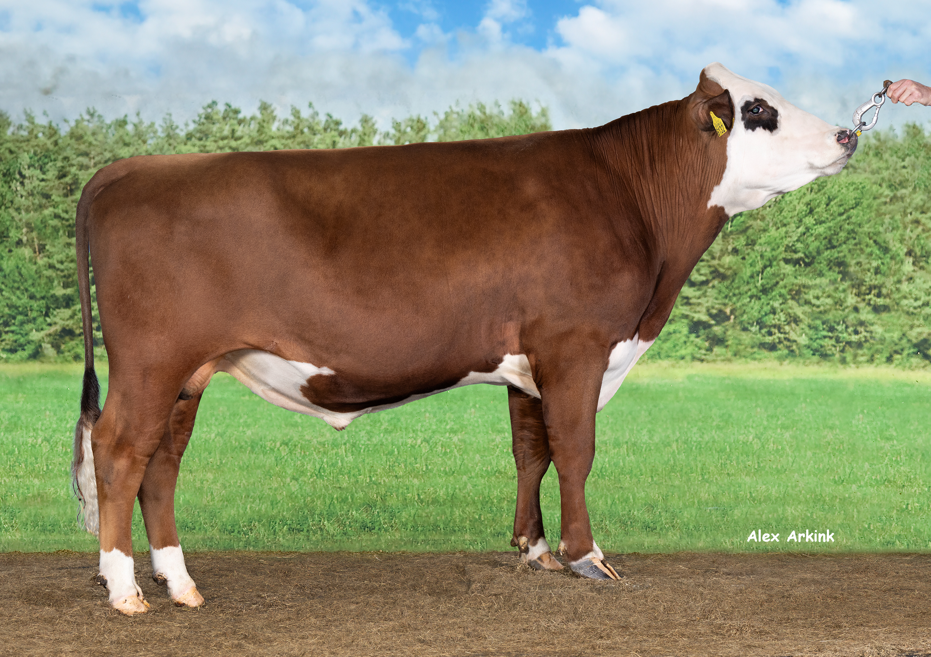 Laarhoeker Jeppe P (Martin P x Meyenhorst Pascal). Jeppe P is de eerste (nagenoeg) zuivere Groninger blaarkop-ki-stier met het gen voor hoornloosheid