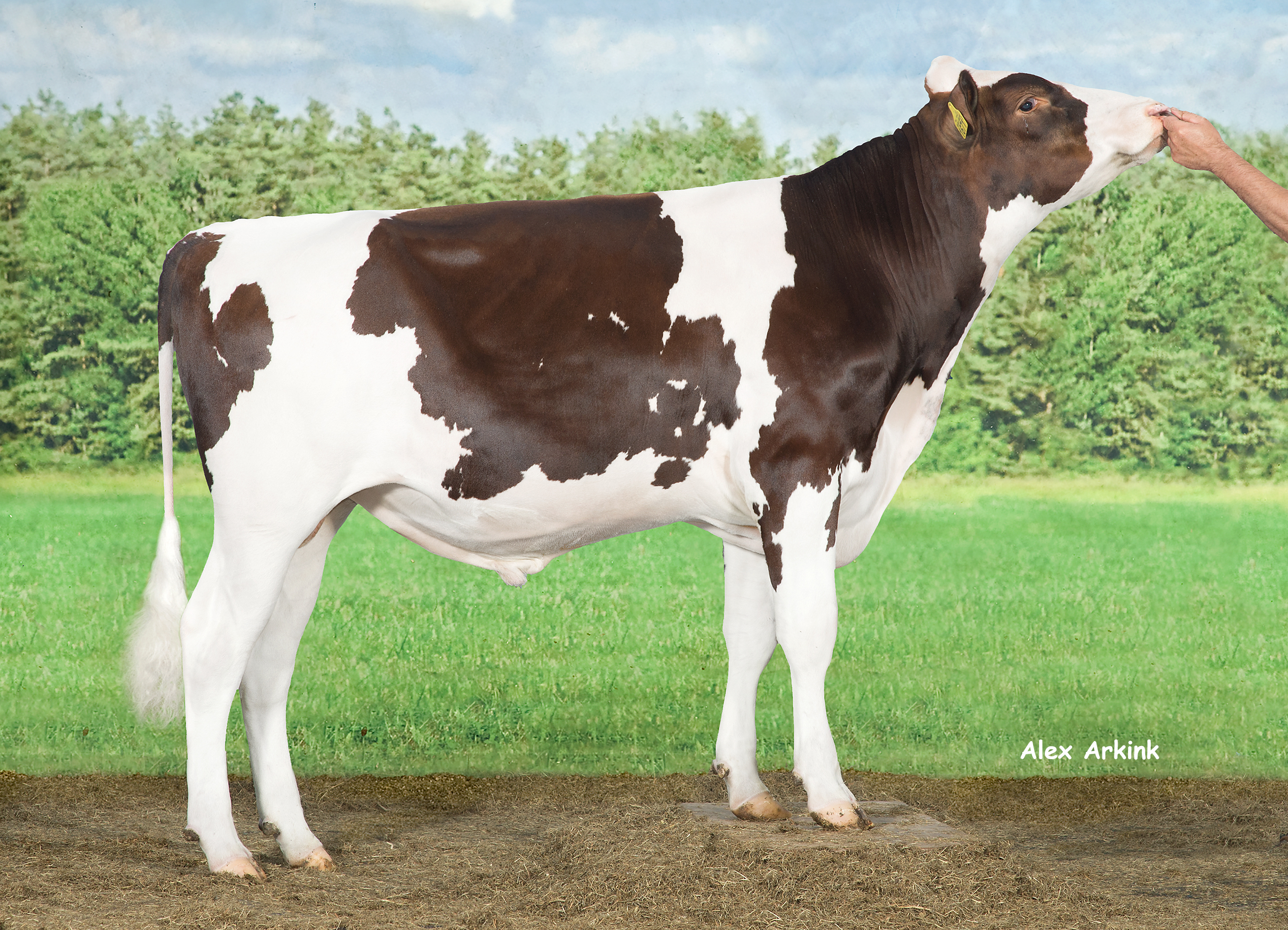 Jim Pp - Holsteinbulle des Monats August