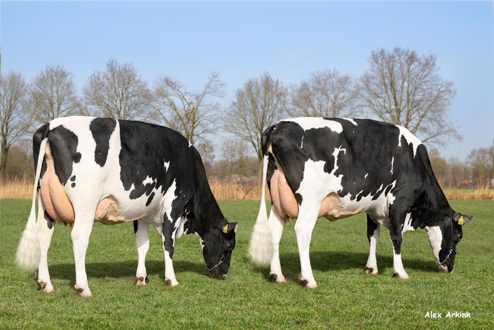 (L) Johanna 191 & (R) Roosje 152 (v. Skoien), eig.: mts. Huurdeman, Groenlo