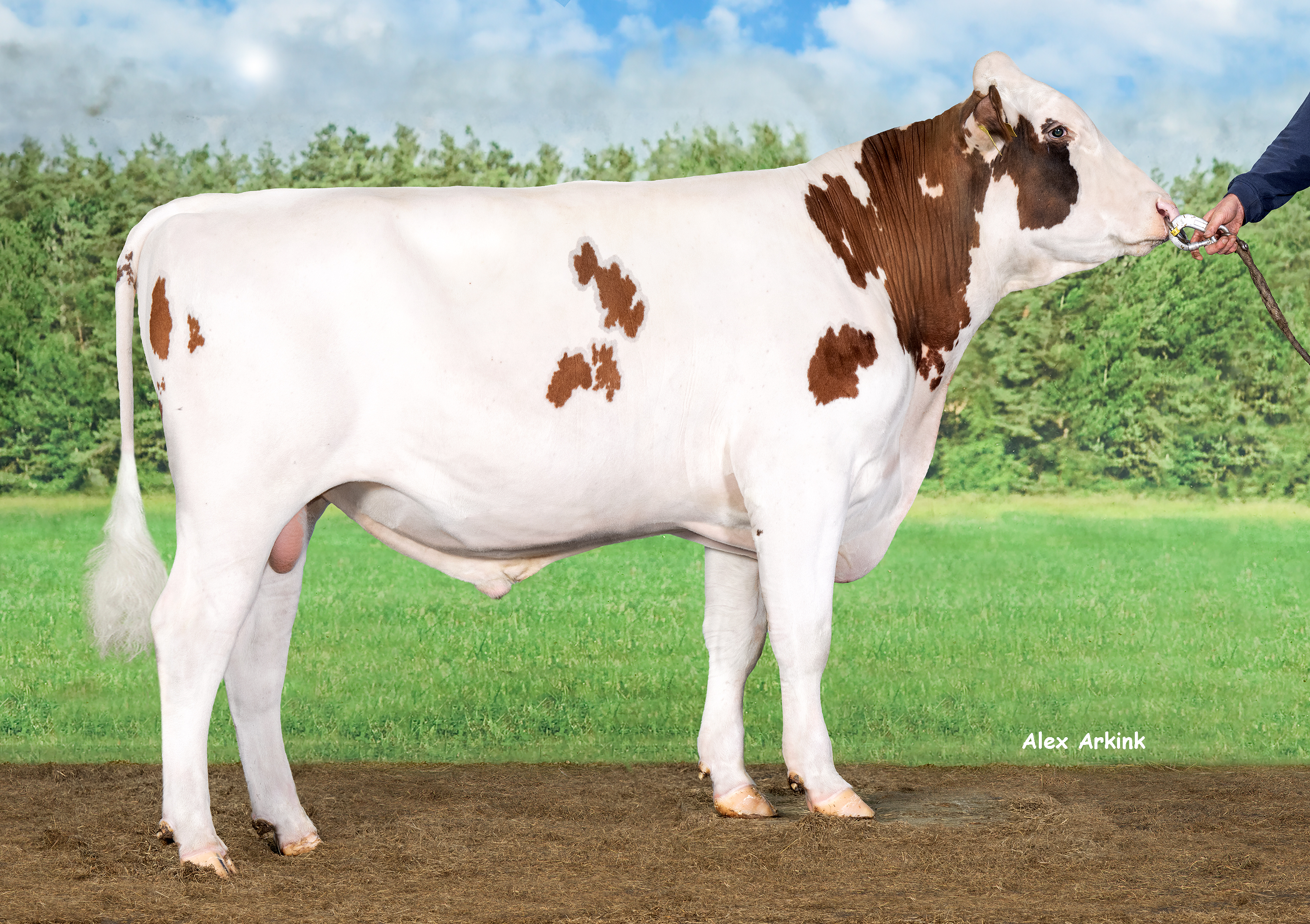 Joris (Soreno x Kay x Dos 4), nieuwe mrij-proefstier