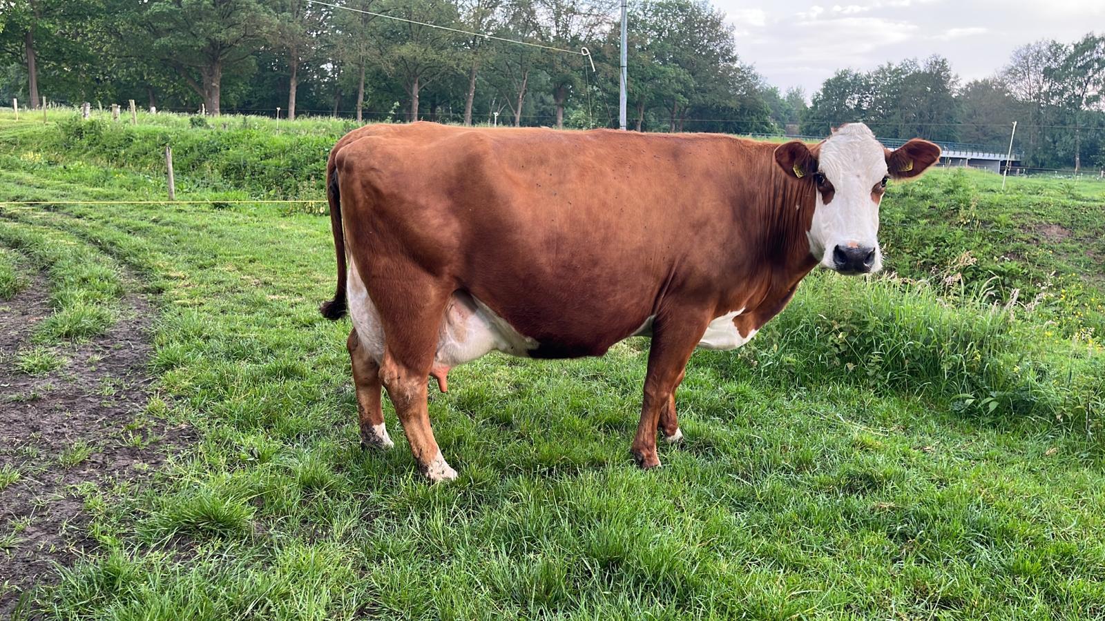 Laarhoeker brengt hoornloosheid voor blaarkop en mrij