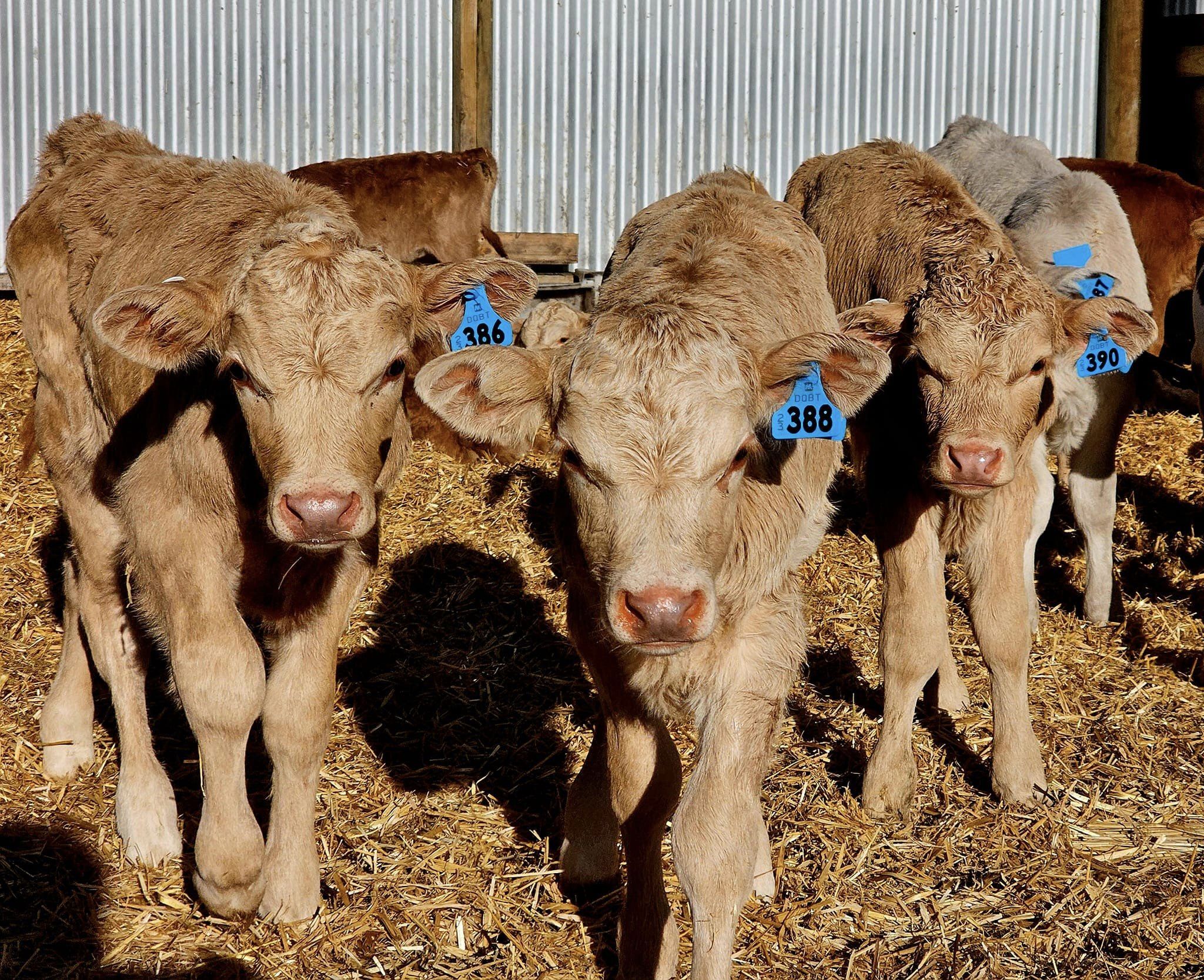 Charolais cross calves