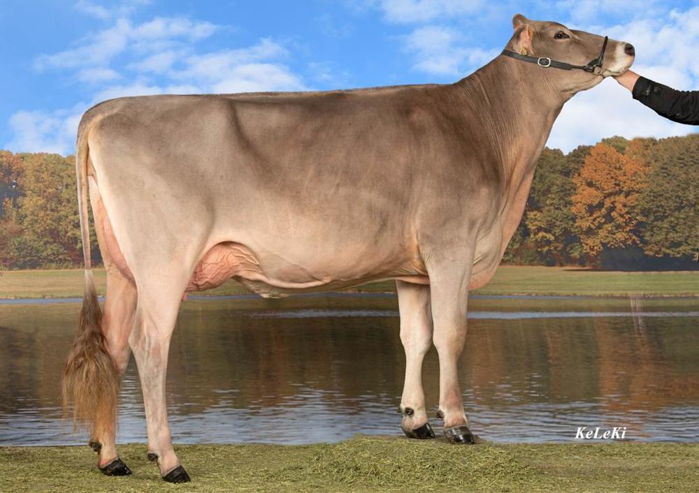 Brown swiss koeien passen in het plaatje van een zelfredzame veestapel