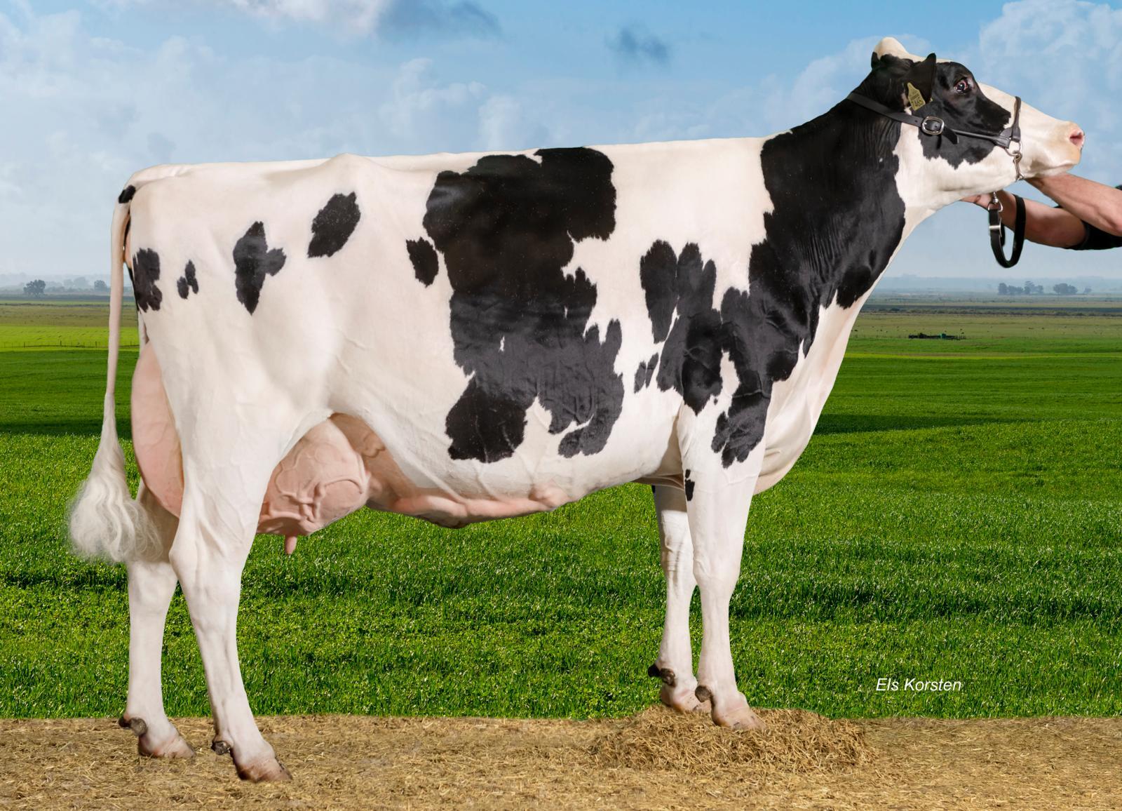 Kolhorner Yedi Cosmo met recht vlaggendraagster