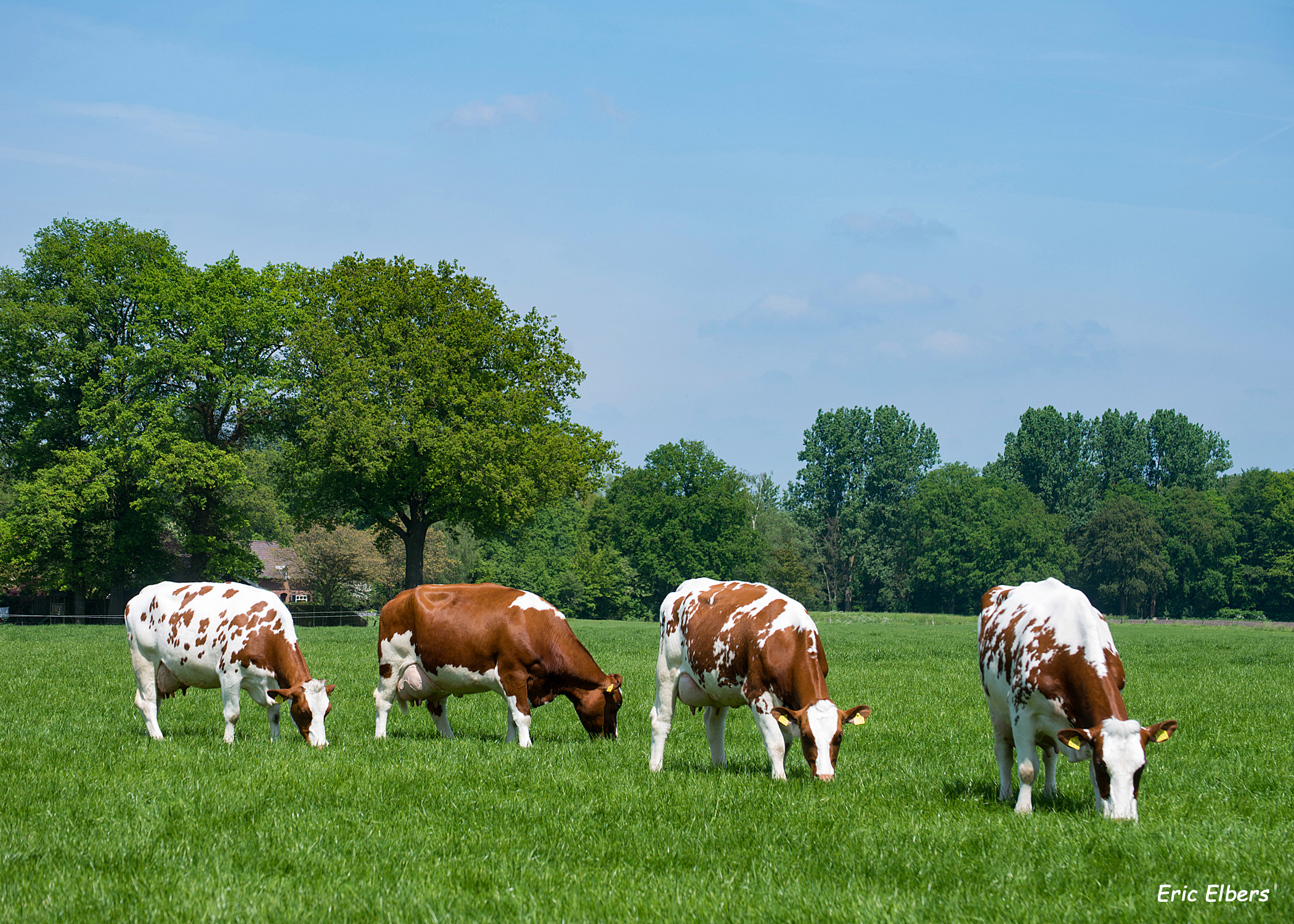 ‘De dierenarts wordt van mijn mrij-koeien niet rijk’