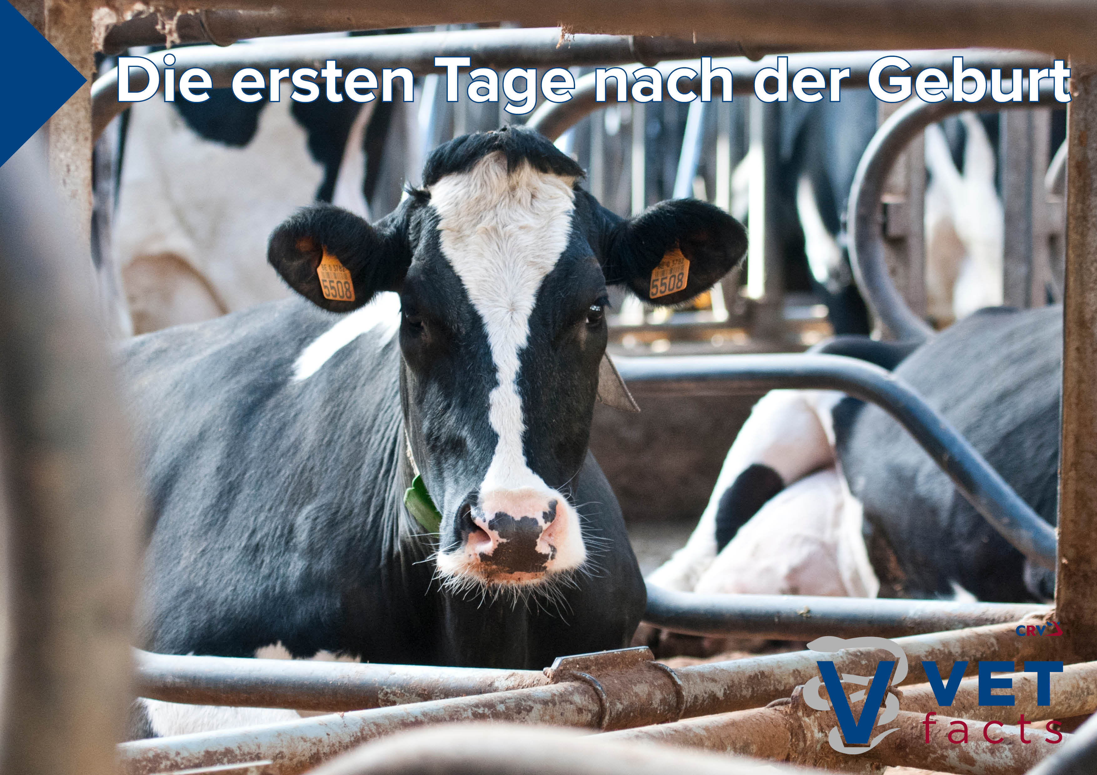 Vet facts - Die ersten Tage nach der Geburt