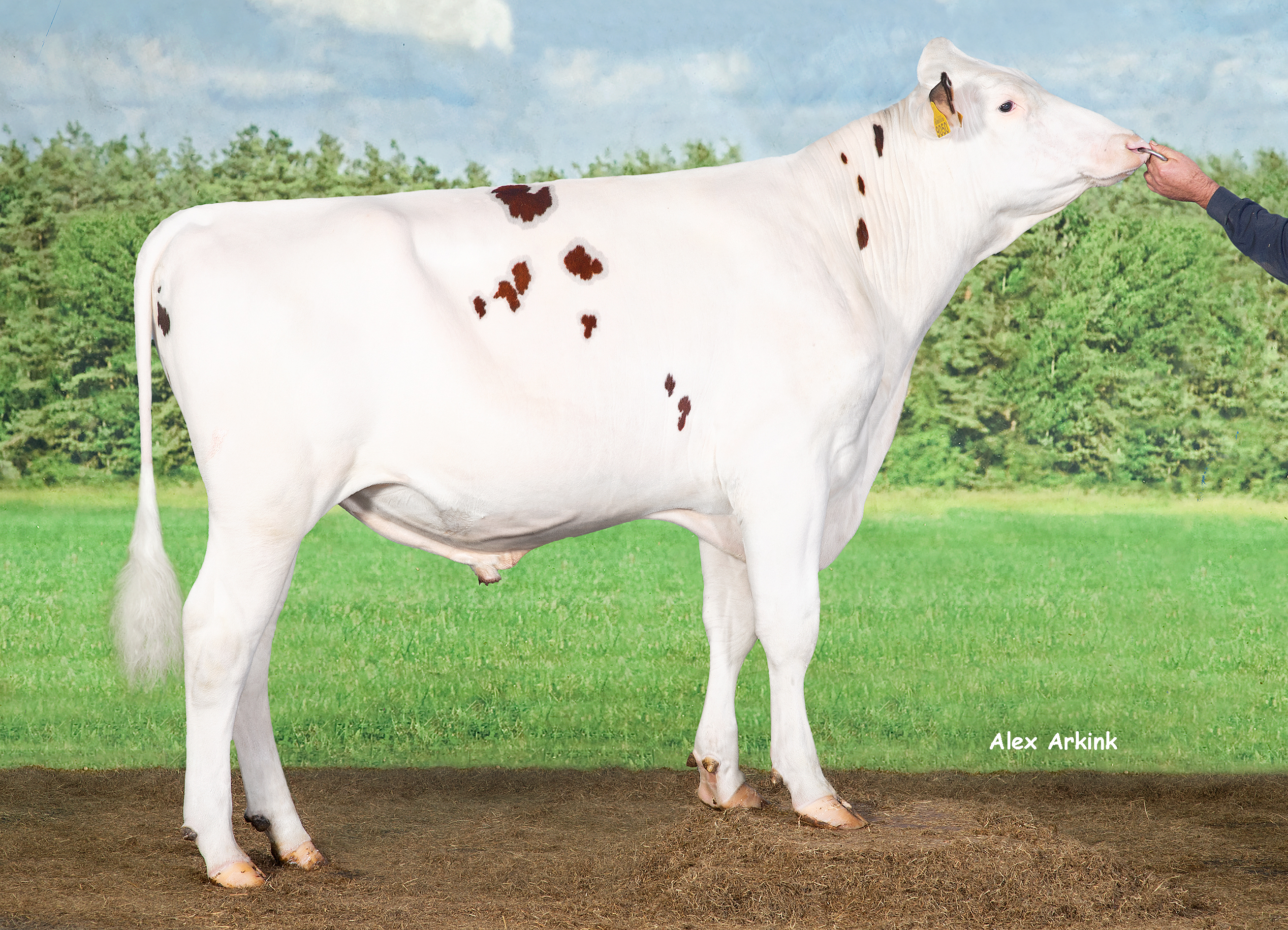 Louis P - Holsteinbulle des Monats August 2023