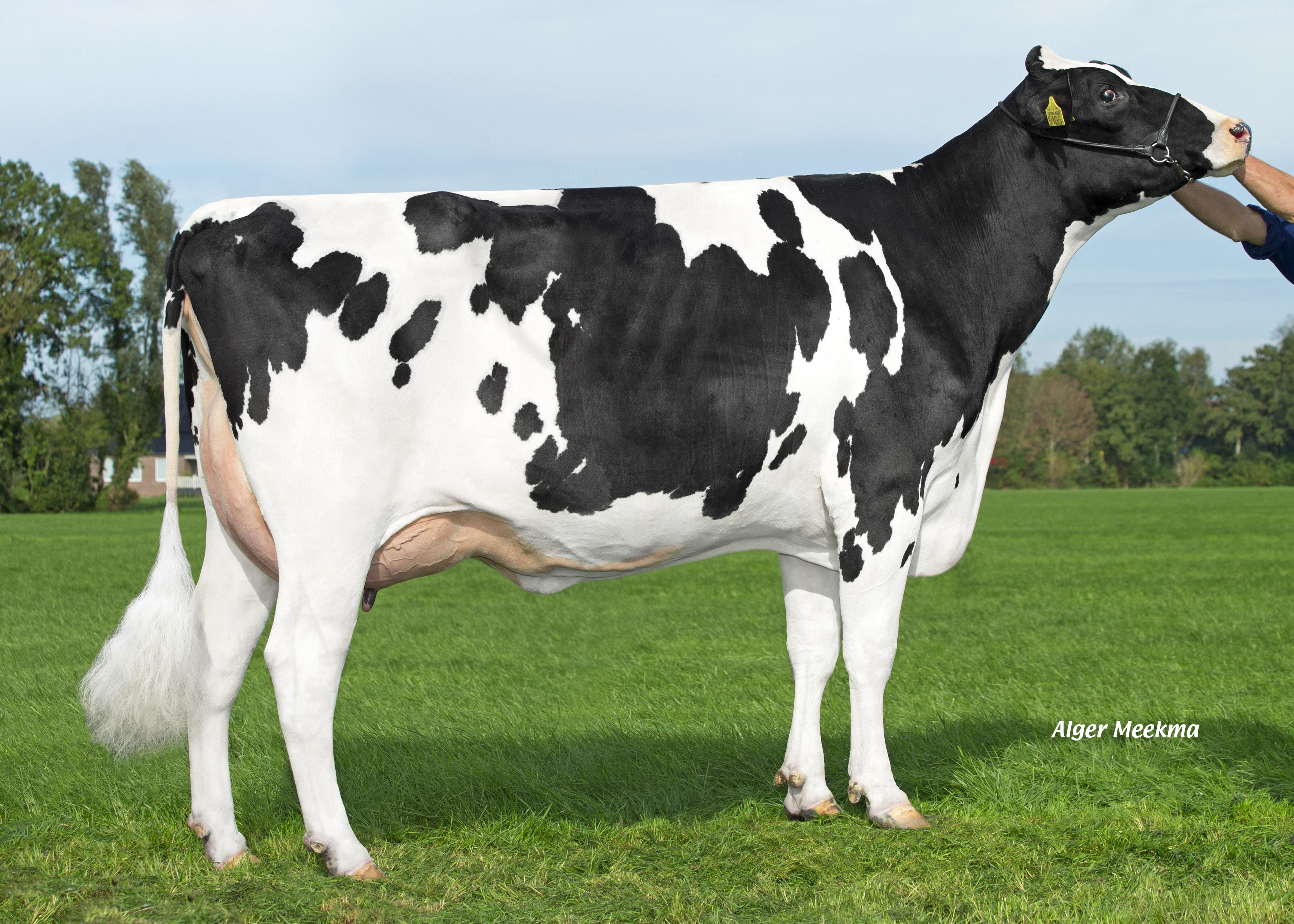 Delta Wendy (v. Empire) als vaars
