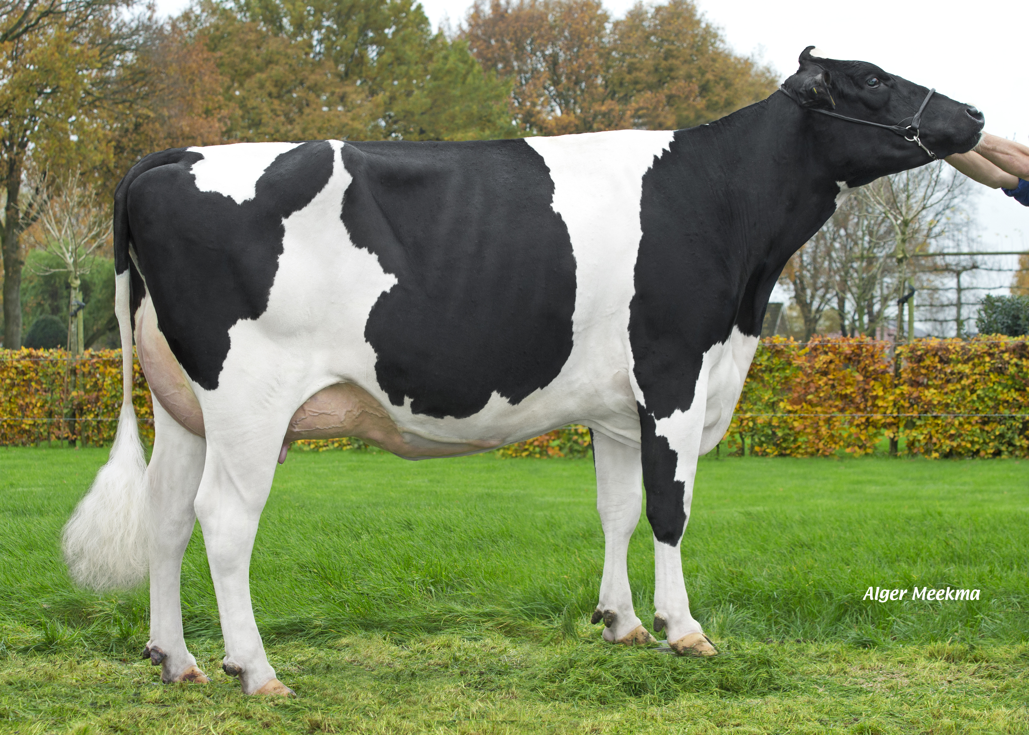 Delta Tracy is de moeder van de veelvuldige embryodonor Titania