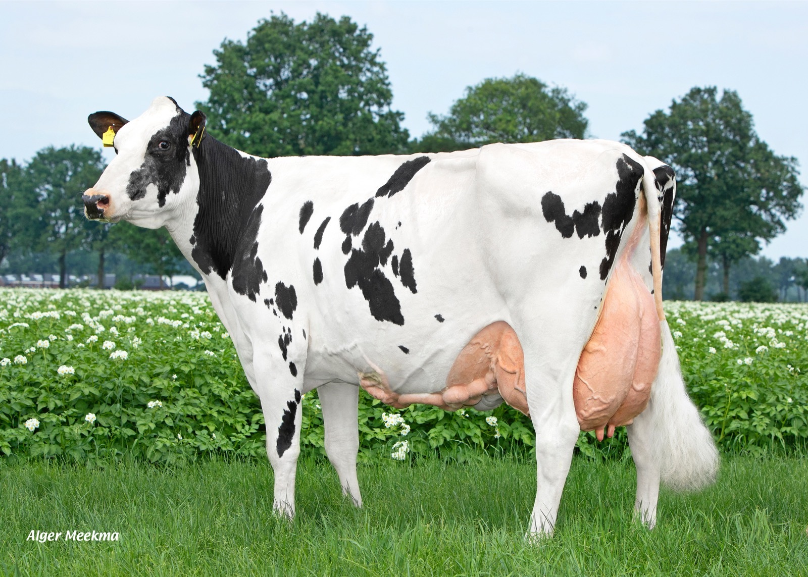 Peeldijker Liesje 992 tijdens haar zesde lactatie in 2021, produceert inmiddels 152.745 liter