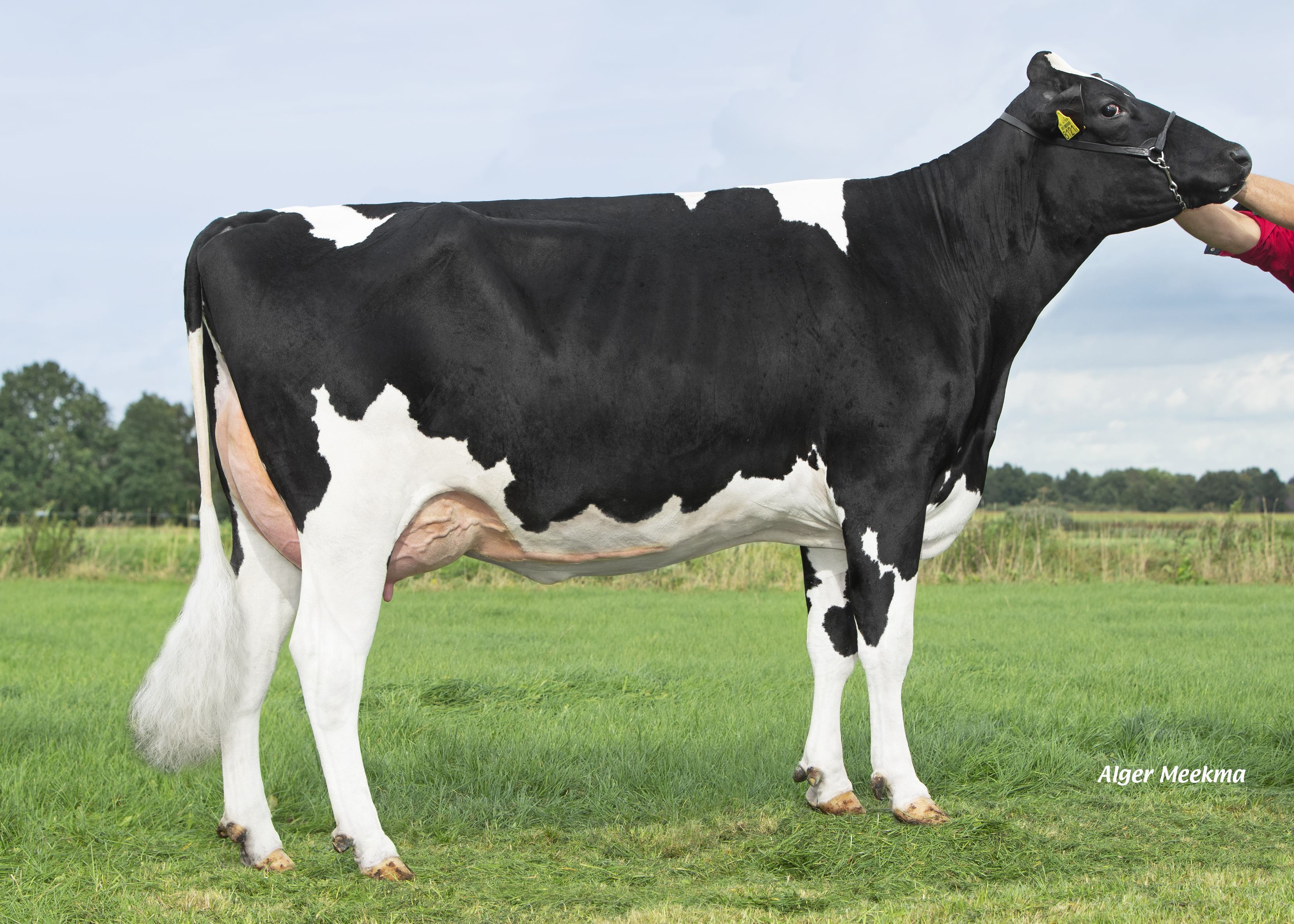 Kolhorner Mustang Cosmo (AB 85), dochter van Yedi Cosmo en moeder van Starliner