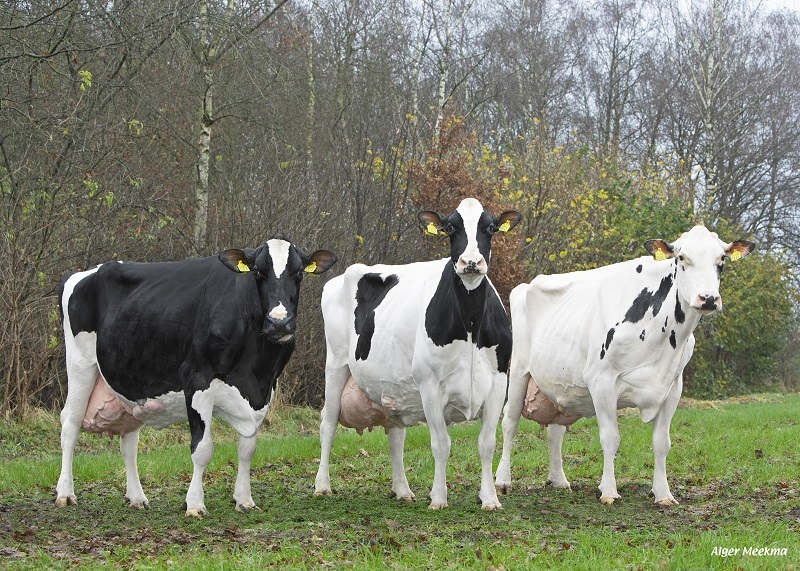 Ruim 300.000 liter door drie donoren op CRV testbedrijf Van Gastel