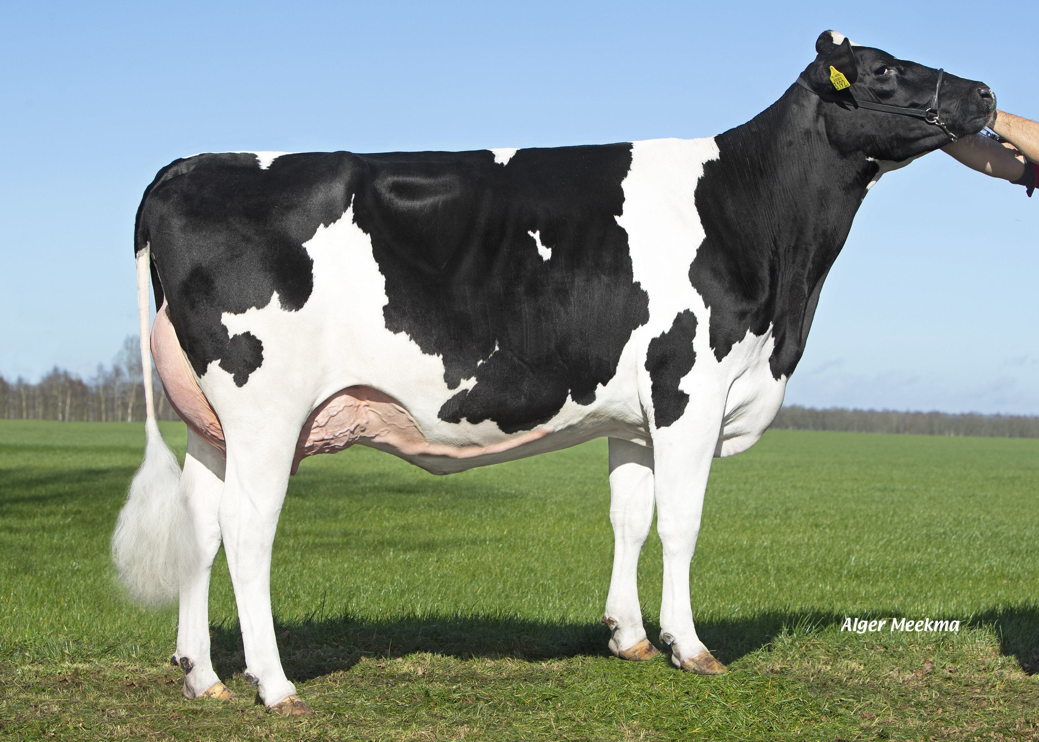 Double W Janet 115 (v. Vineyard), moeder van Justright