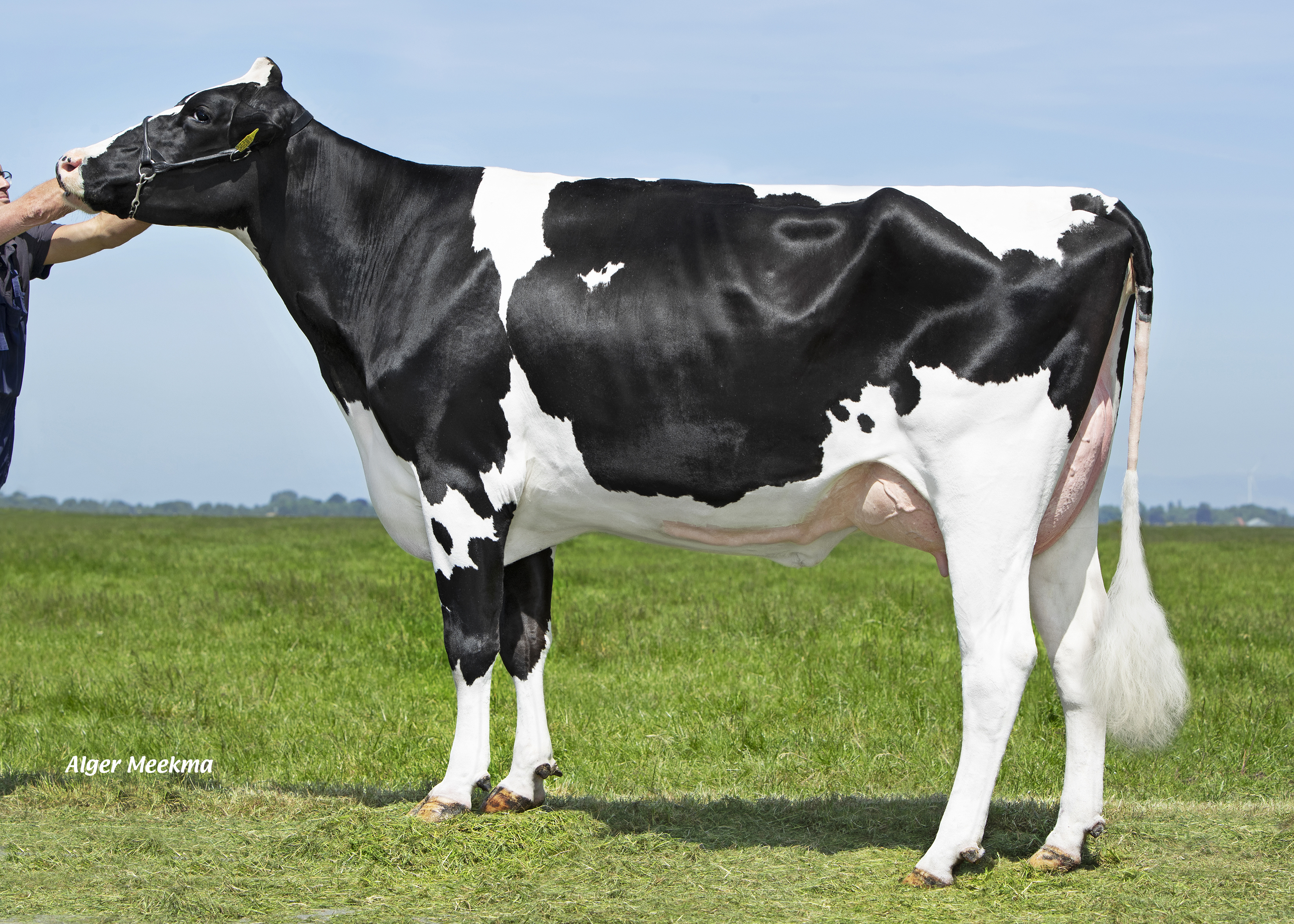 Lizette 5343 (v. Martin), moeder van Delta Glory