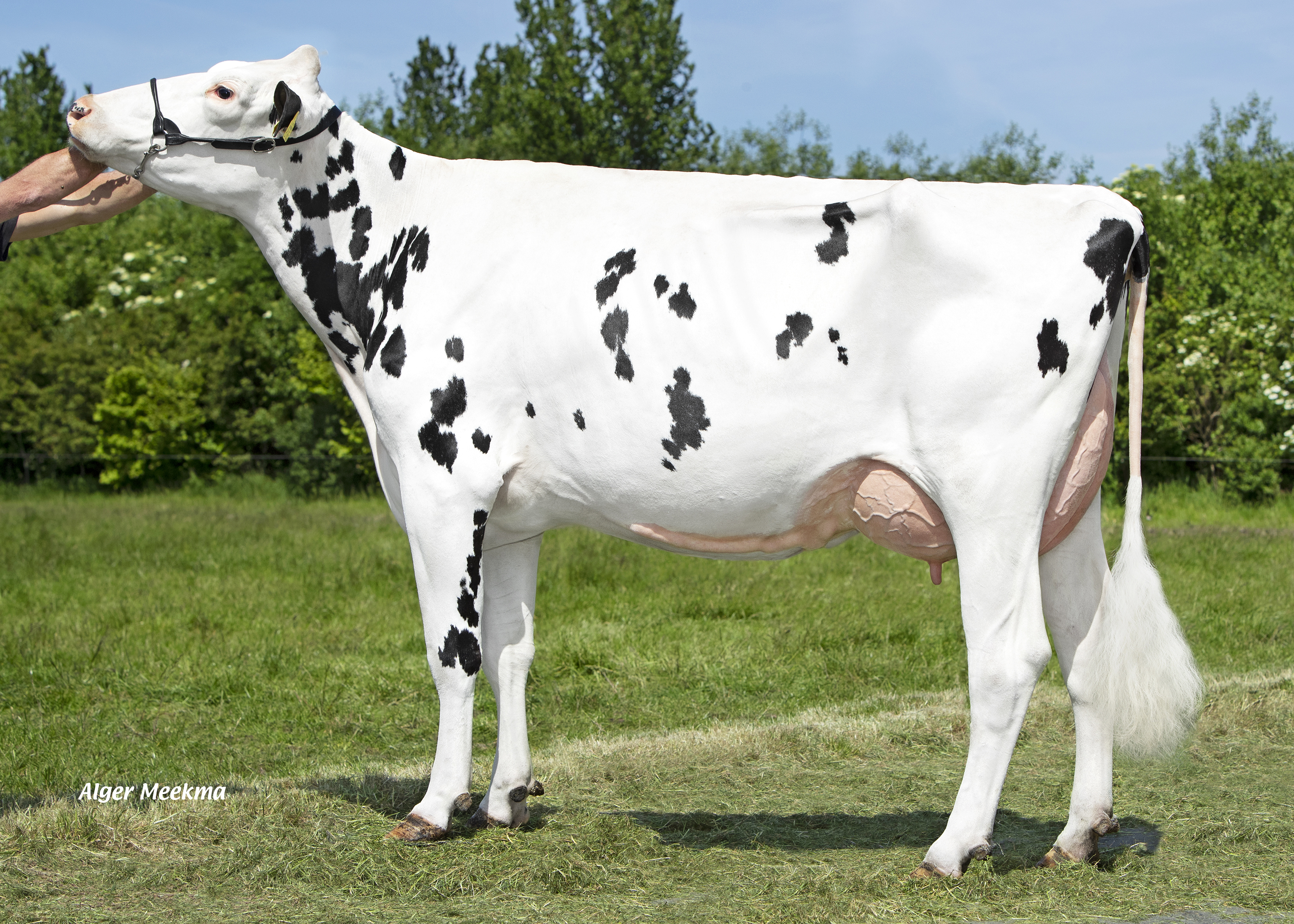 Jeans Jantina 294, grootmoeder van klauwgezondheidsspecialist Delta Frontman