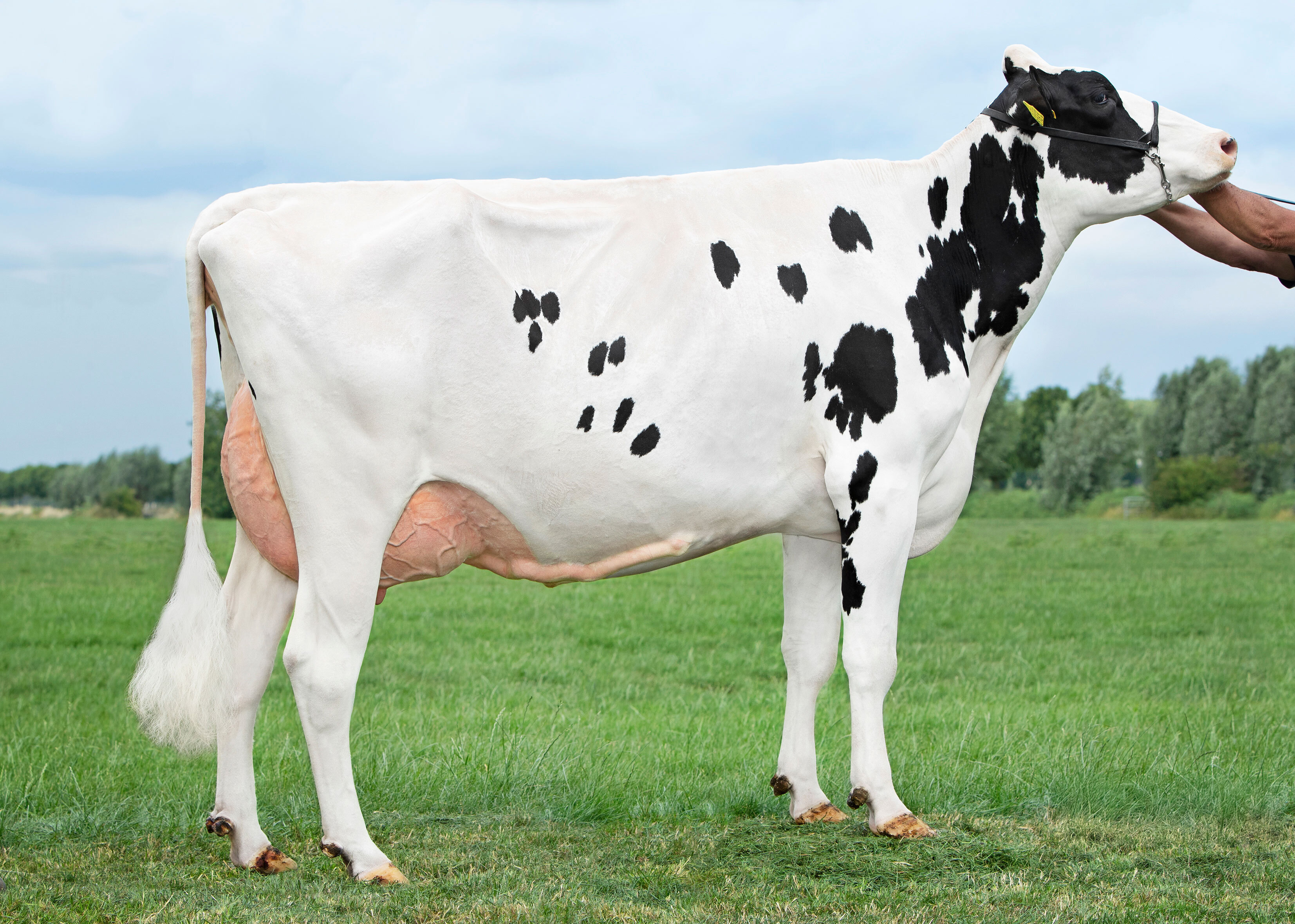 De met 88 punten ingeschreven Jeans Jantina 292 (v. Martin) is de moeder van de al beschikbare jonge stier Jeans Rennes en tevens de moeder van de vier Fast Lanedochters