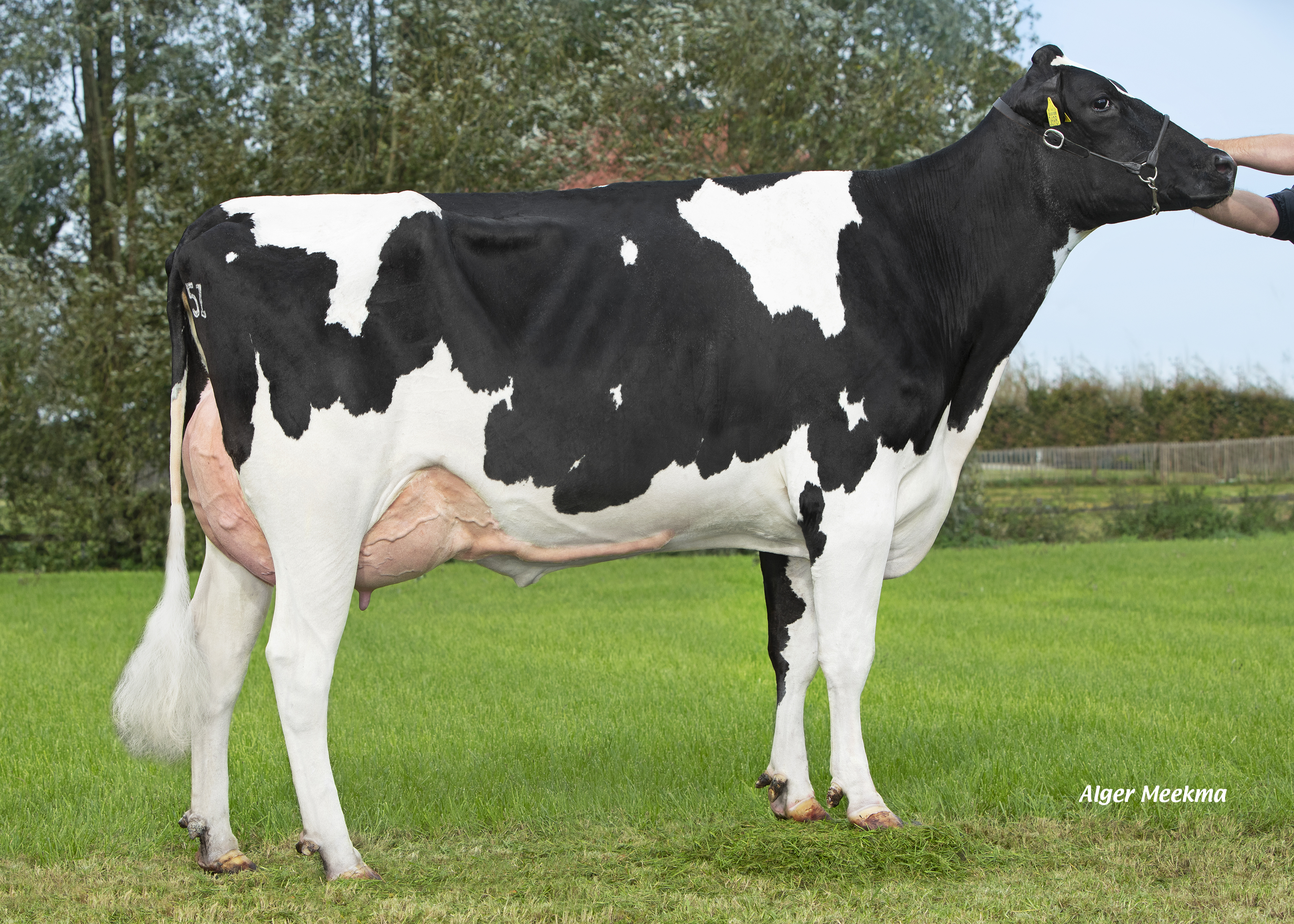 Delta Penelope (s. Bahrain), granddam of Eurostar
