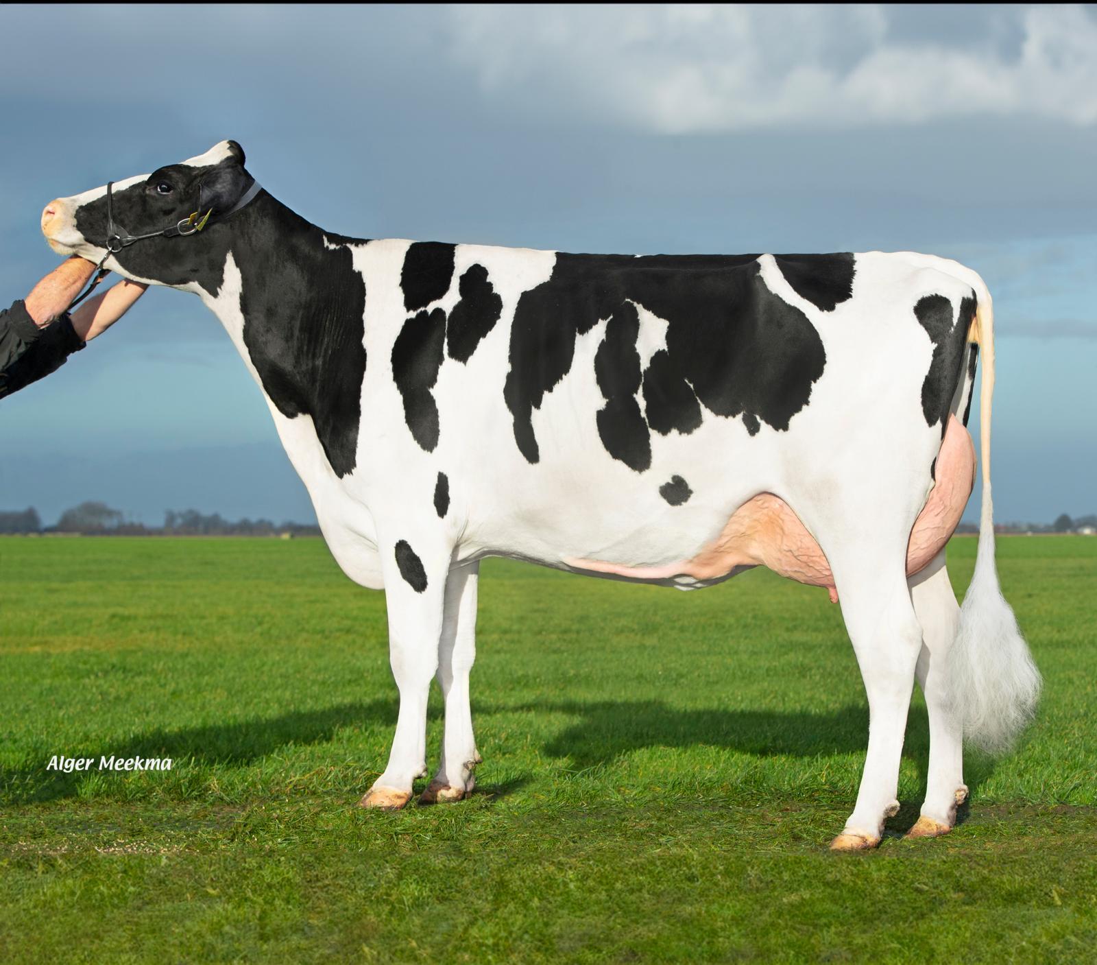 Borderview Laura 3461 (s. Woody), granddam of Flexor and E-Pace