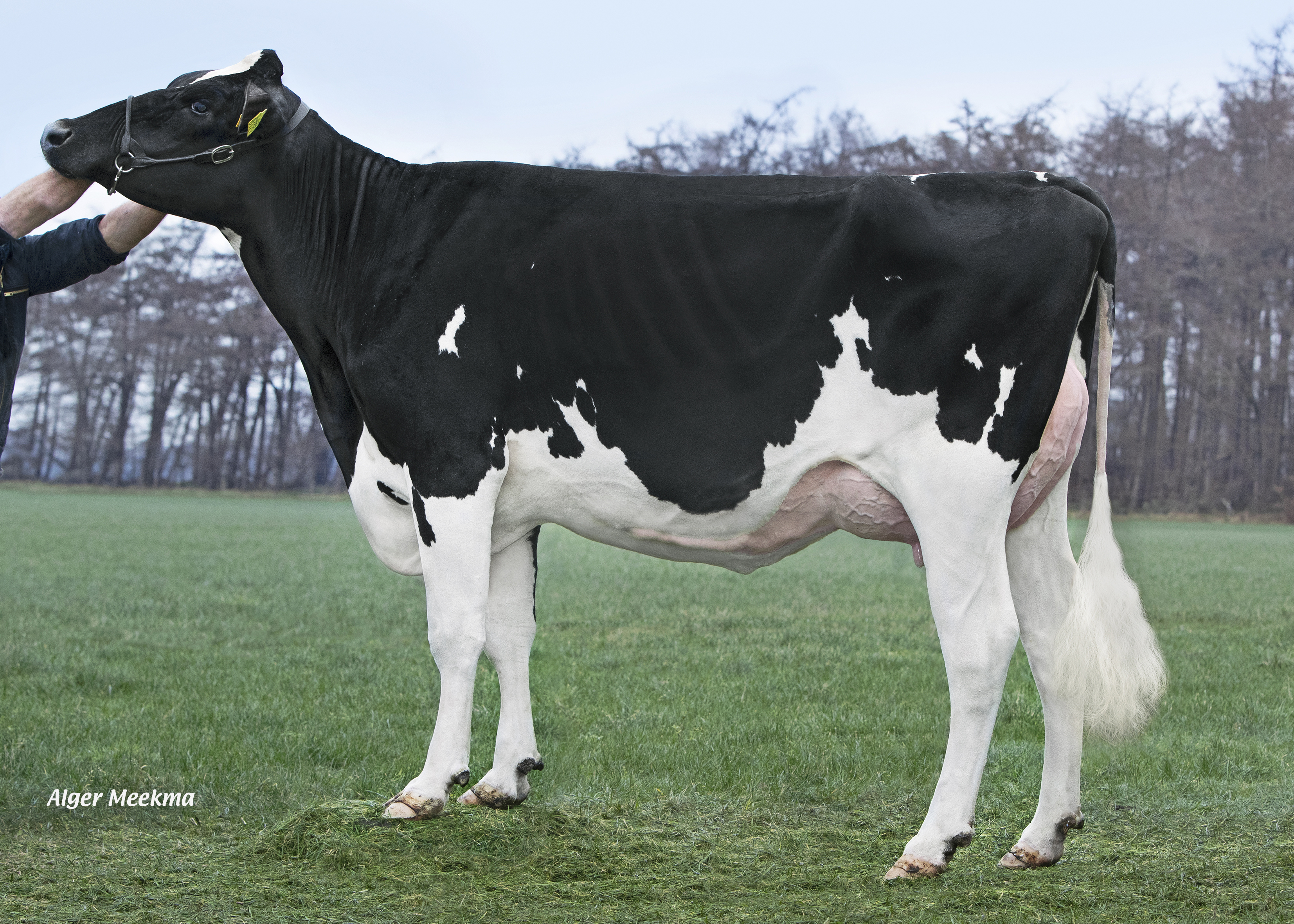 Delta Trix rf (AB 87, v. Woody) uit de Thildafamilie produceert op een niveau van 122 lactatiewaarde