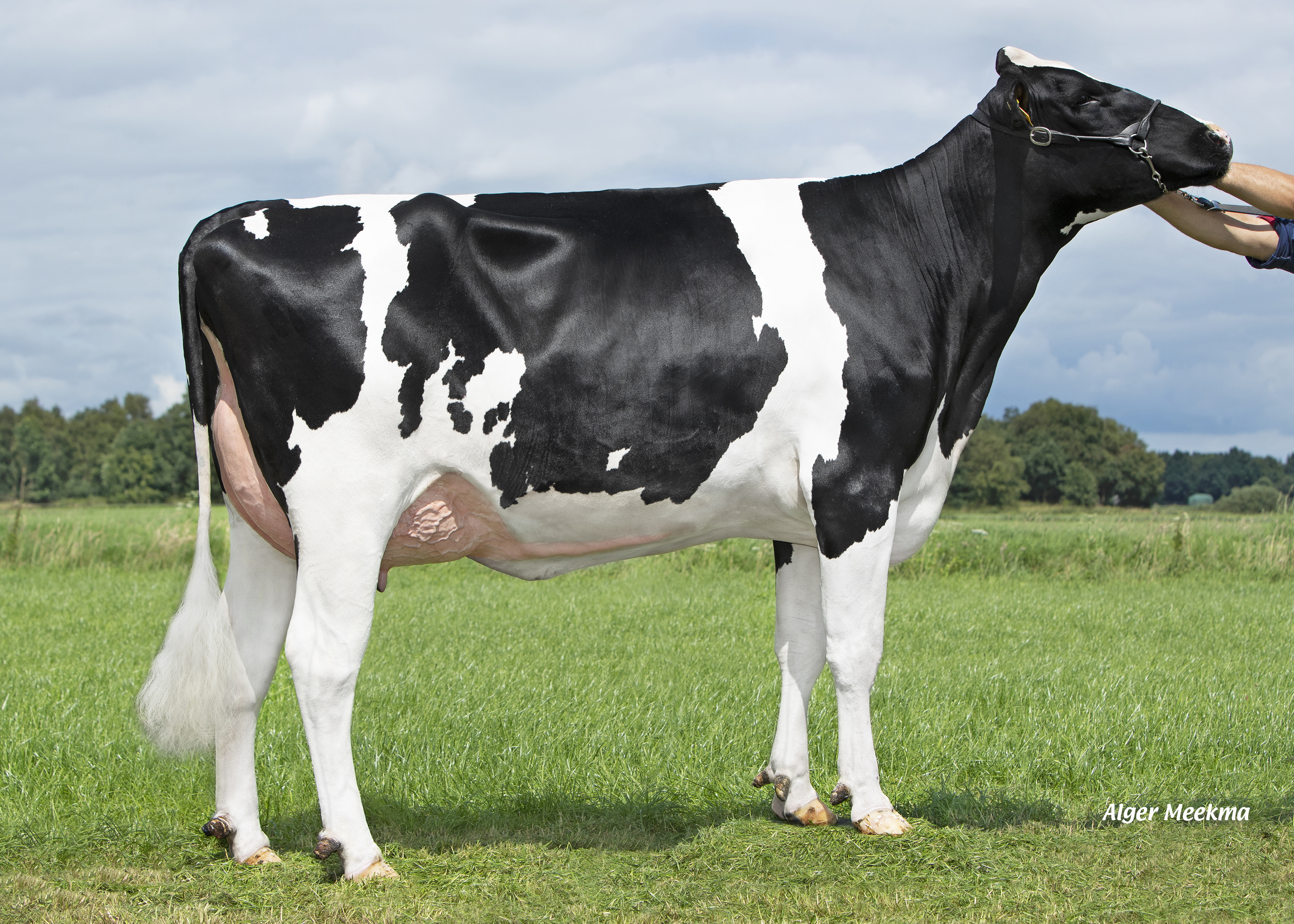 Delta Judele (s. Jawline PP), dam of Delta Tallon P