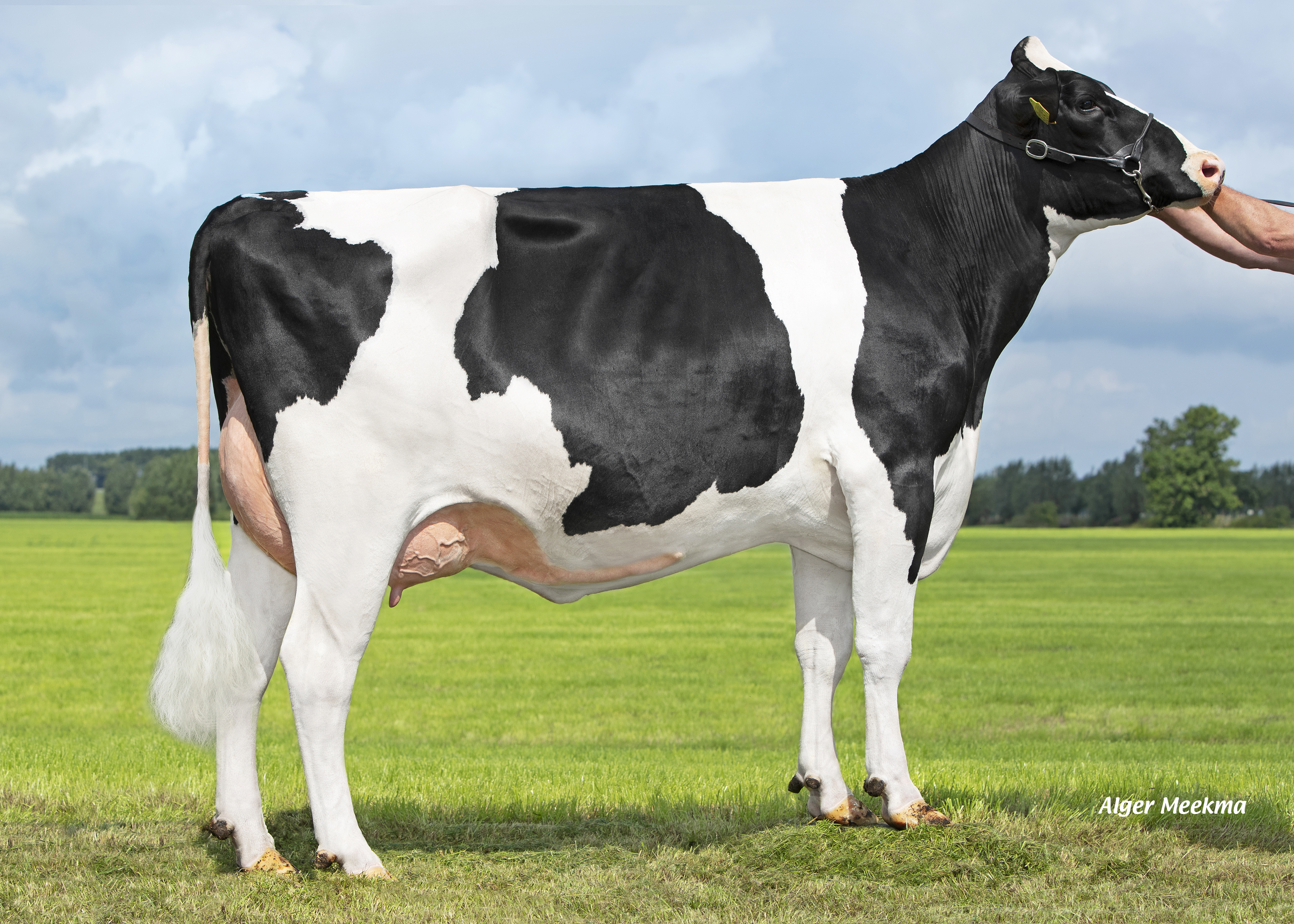 Jeans Jantina 333, moeder van Jeans Hummer