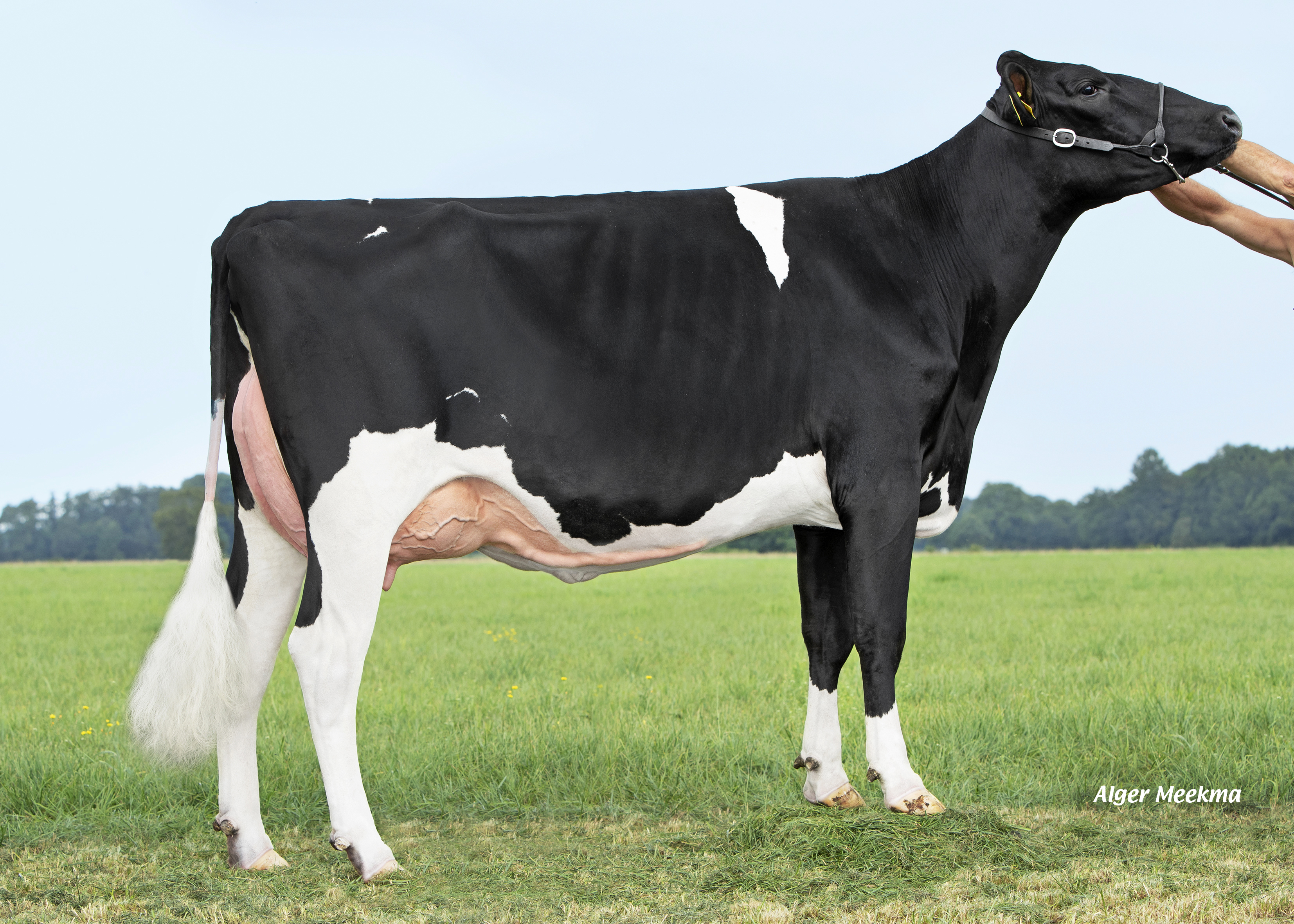 Double W Ricky 129 (AB 86, Marpon x Frontline), moeder van Double W Rickylove P