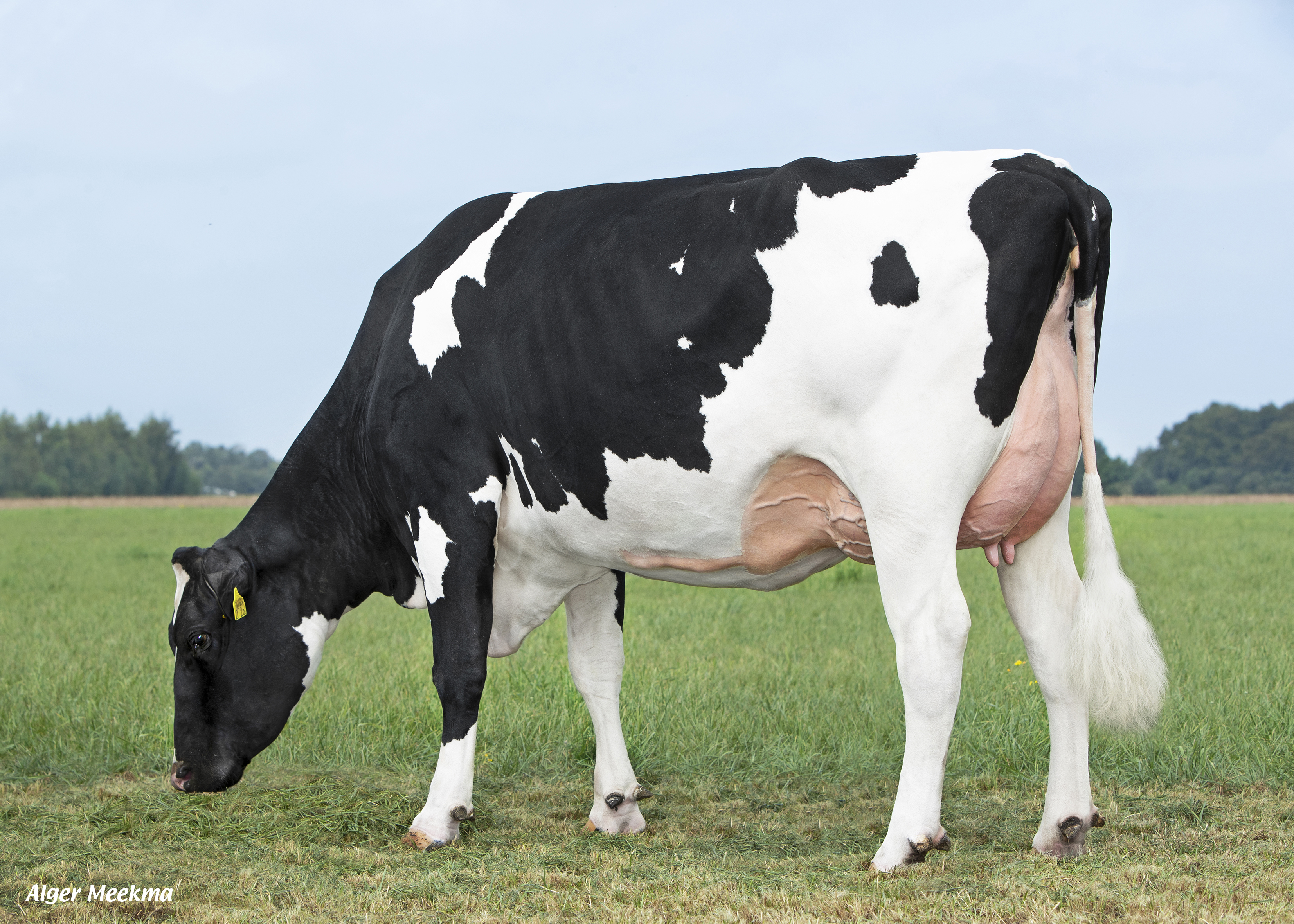 Delta Afiene P (AB 86, v. Eloy Rf) kan haar hoge productie prima aan