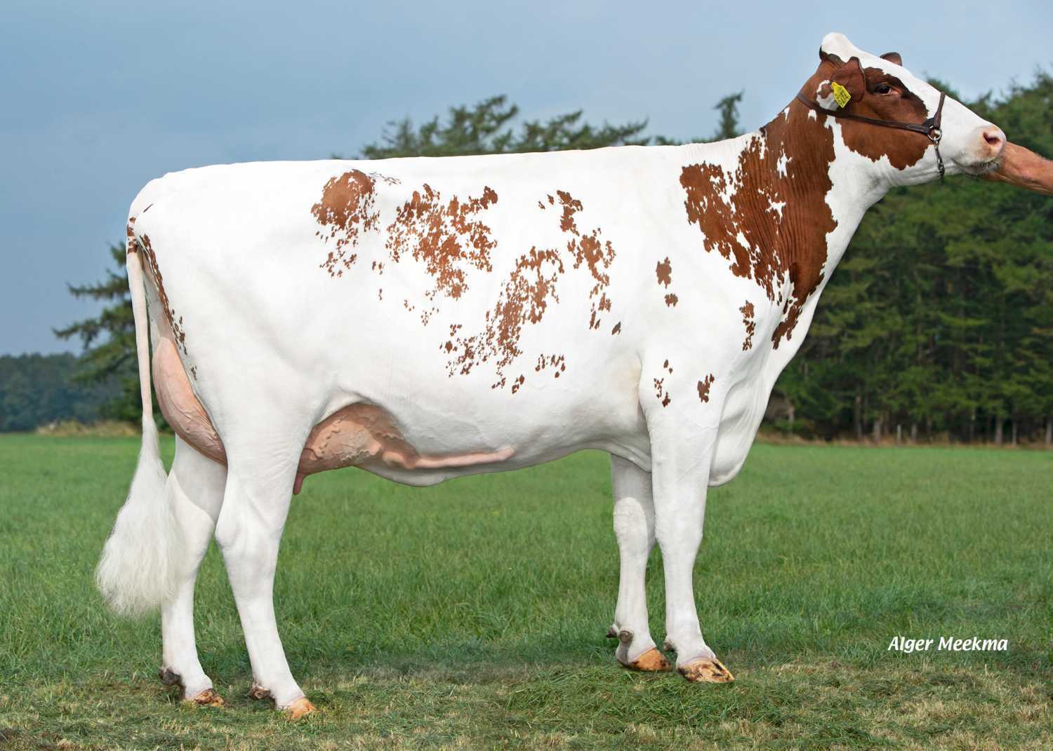 Delta Ireza P-Red (sire: Jawline PP), Granddam of Bloss-Red