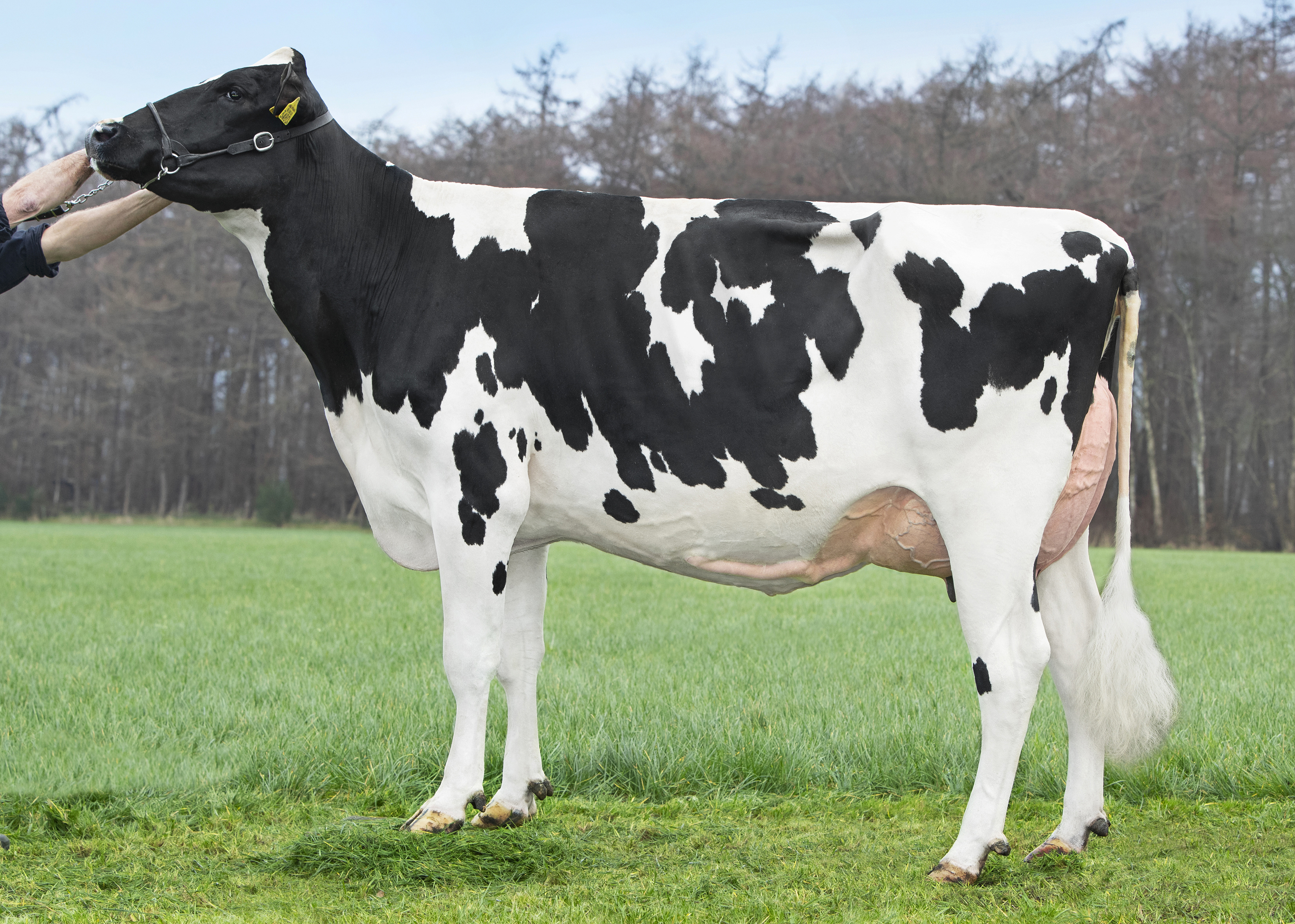 Genetische vooruitgang geeft hoog exterieur, veel melk Ʃn efficiƫnte koeien bij Van Gastel