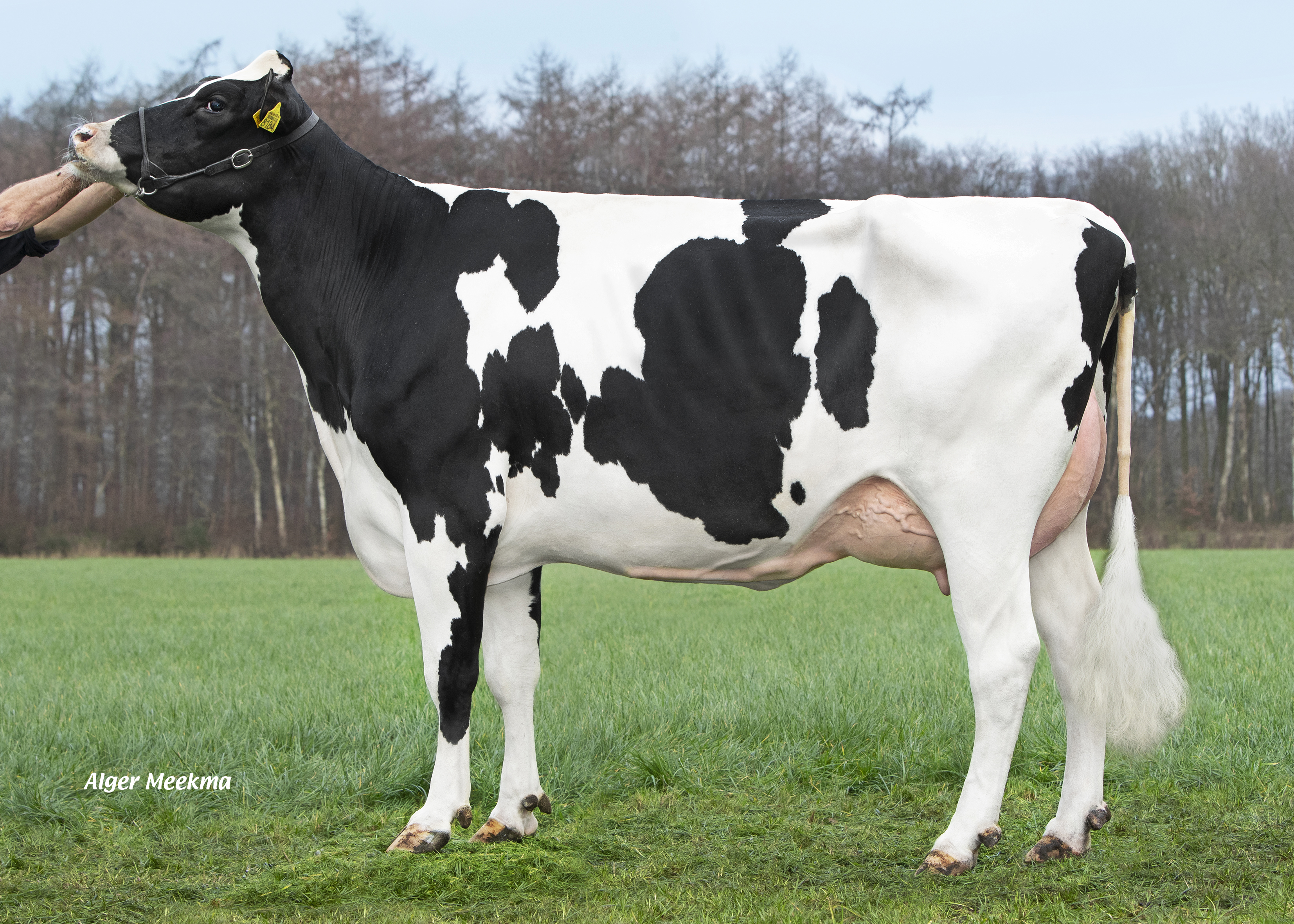 Delta Imke (sired by Conan), dam of Delta Vikram