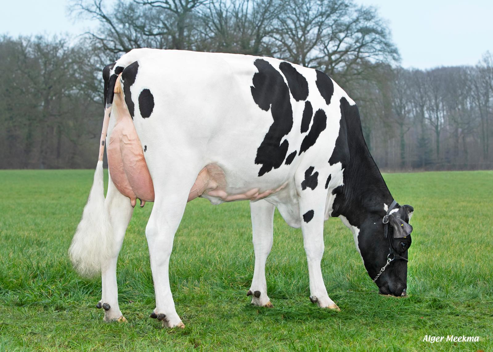 VDR Sandra 34 (v. Amuse), persistent producerende moeder van VDR Spike