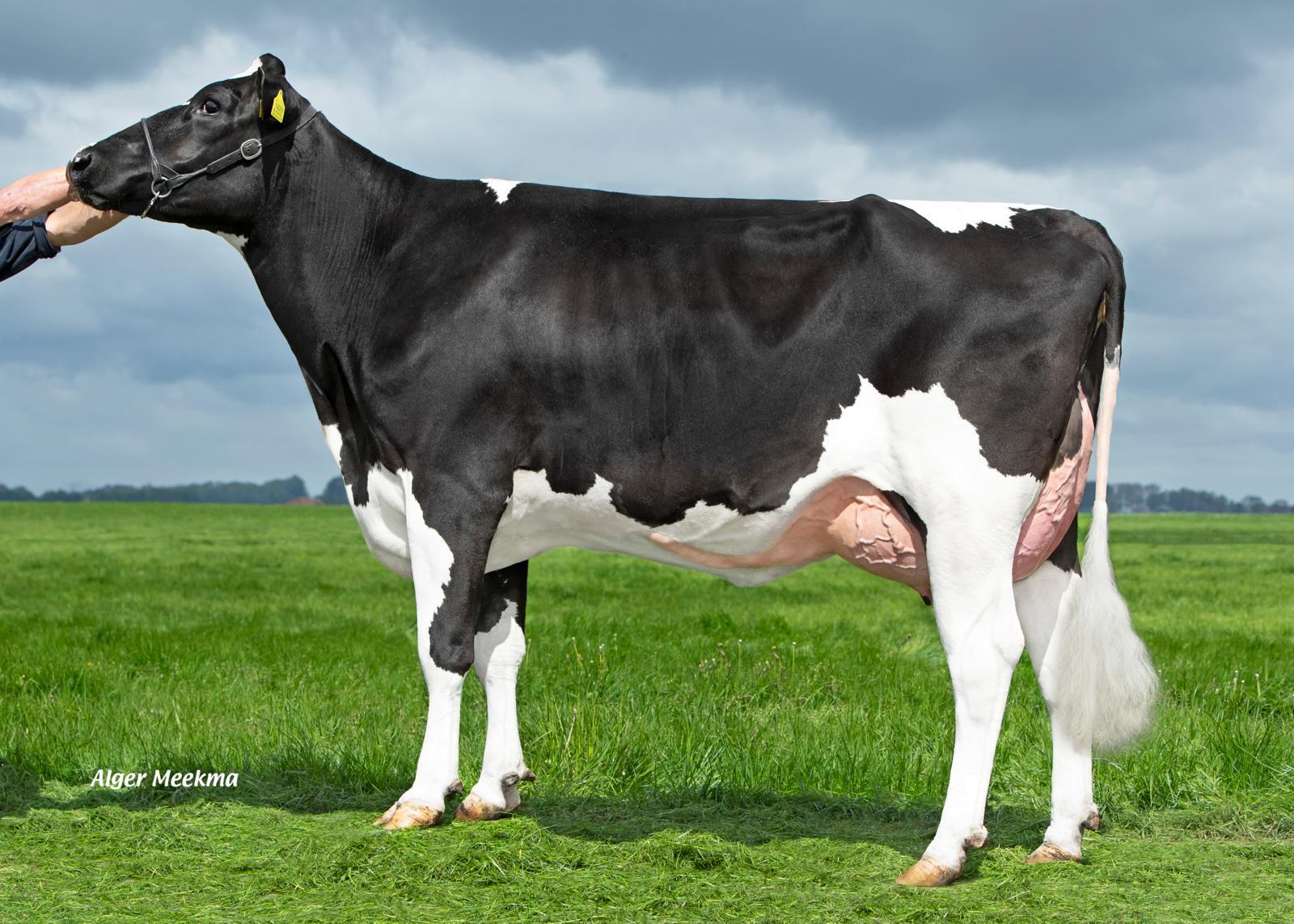 Delta Lies (v. New Star), dochter van Lizette 5343