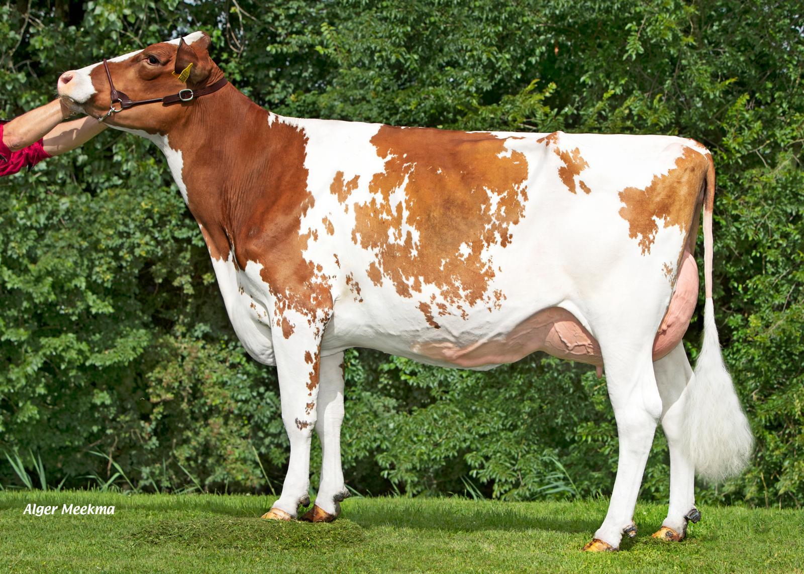 Koepon Ranger Doma 58 (s. OH Ranger), dam of Real Life